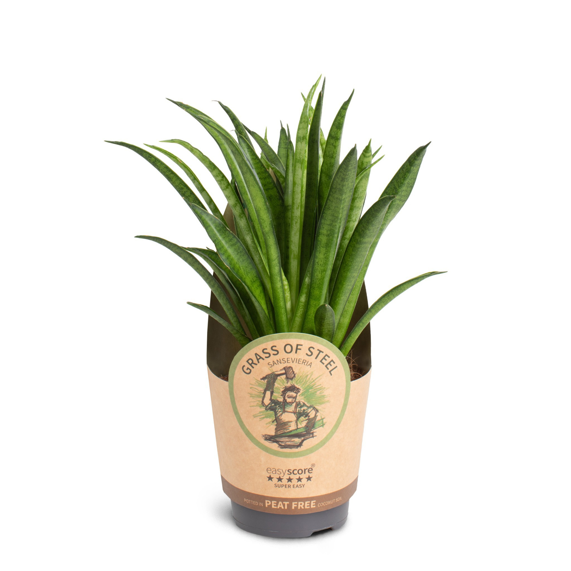 Sansevieria ´Panthera´, D 11