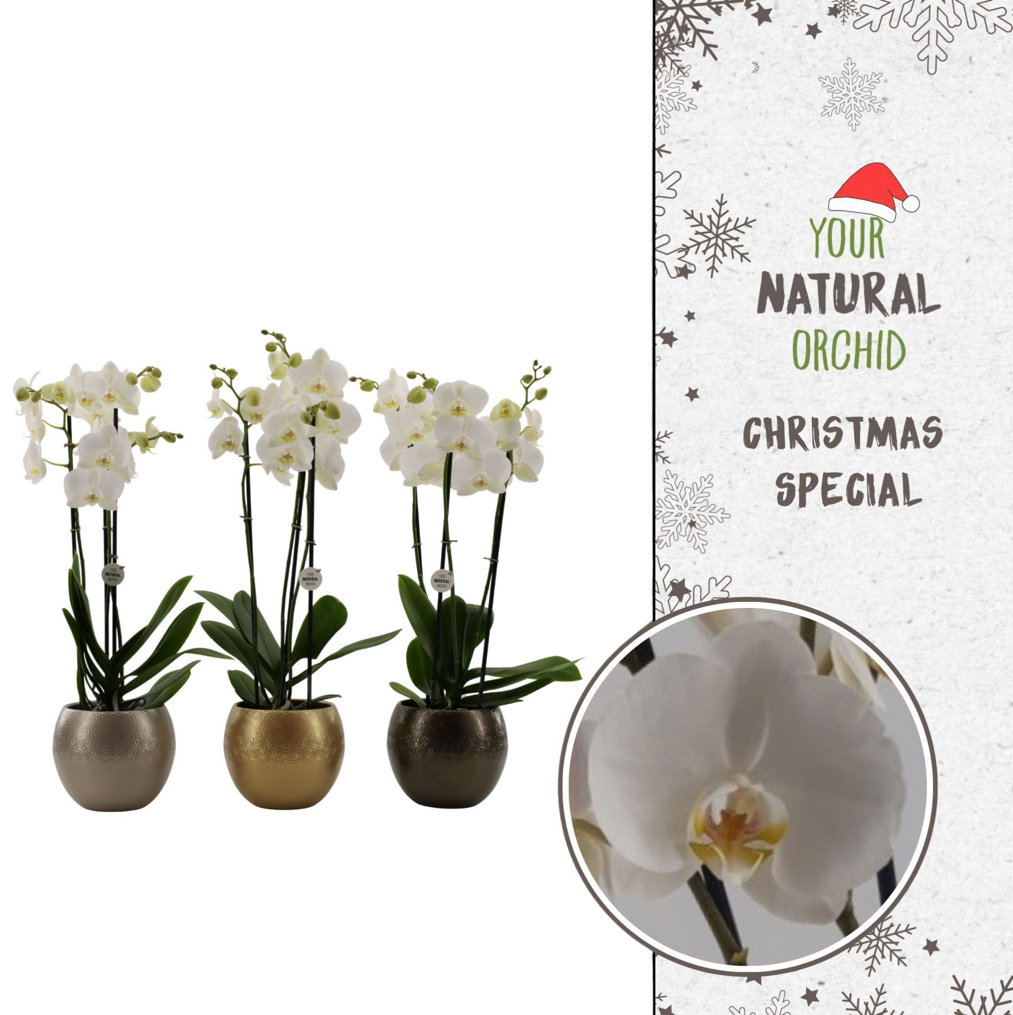 Limited Edition | 3-tak wit in Lisa Deluxe | Phal. 3 spike, D 12 cm