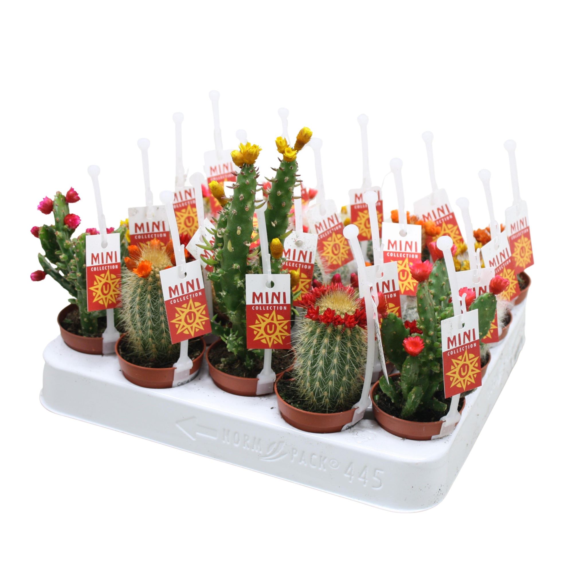 Cactus mix strobloem 5,5 cm met picker+etiket, D 5,5 cm