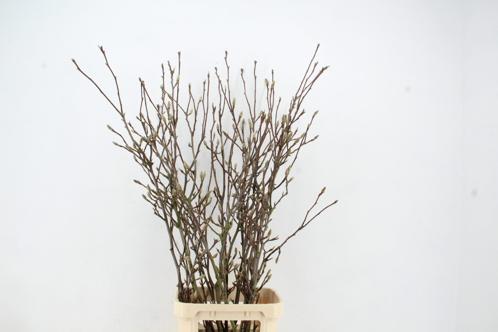 Магнолия Грандифлора 160, шт.