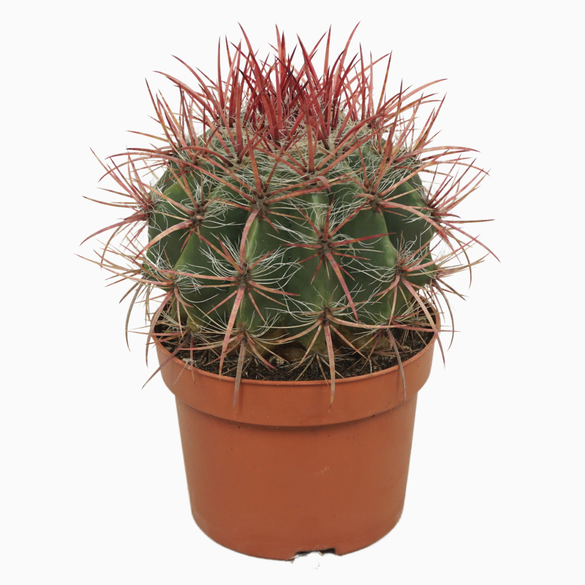 Ferocactus stainesii 13 cm, D 13 cm