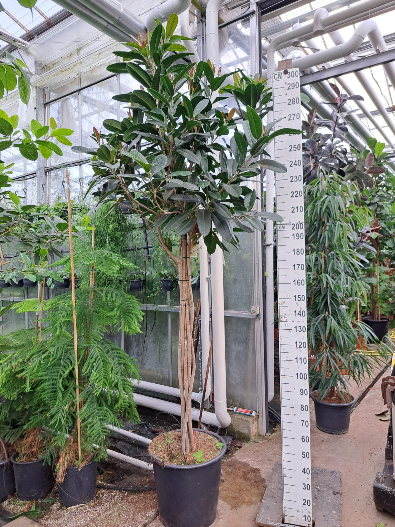 Ficus Tresor multistam 300, D 55 cm