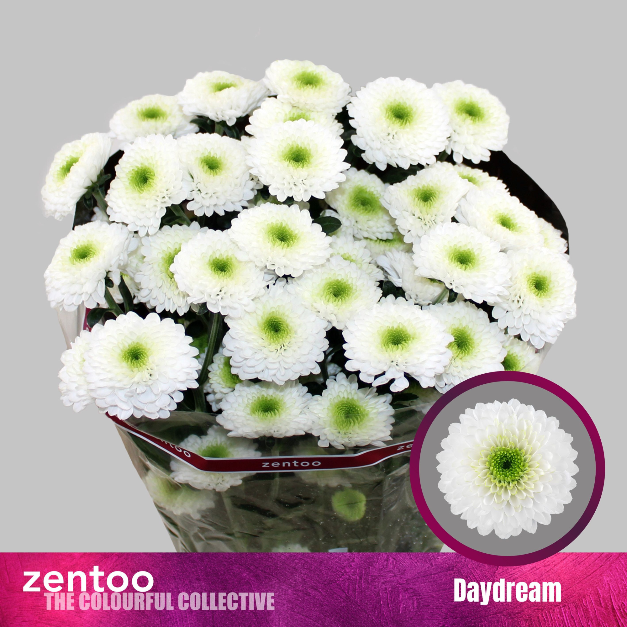 Хризантема куст. Дэйдрим 70, шт.