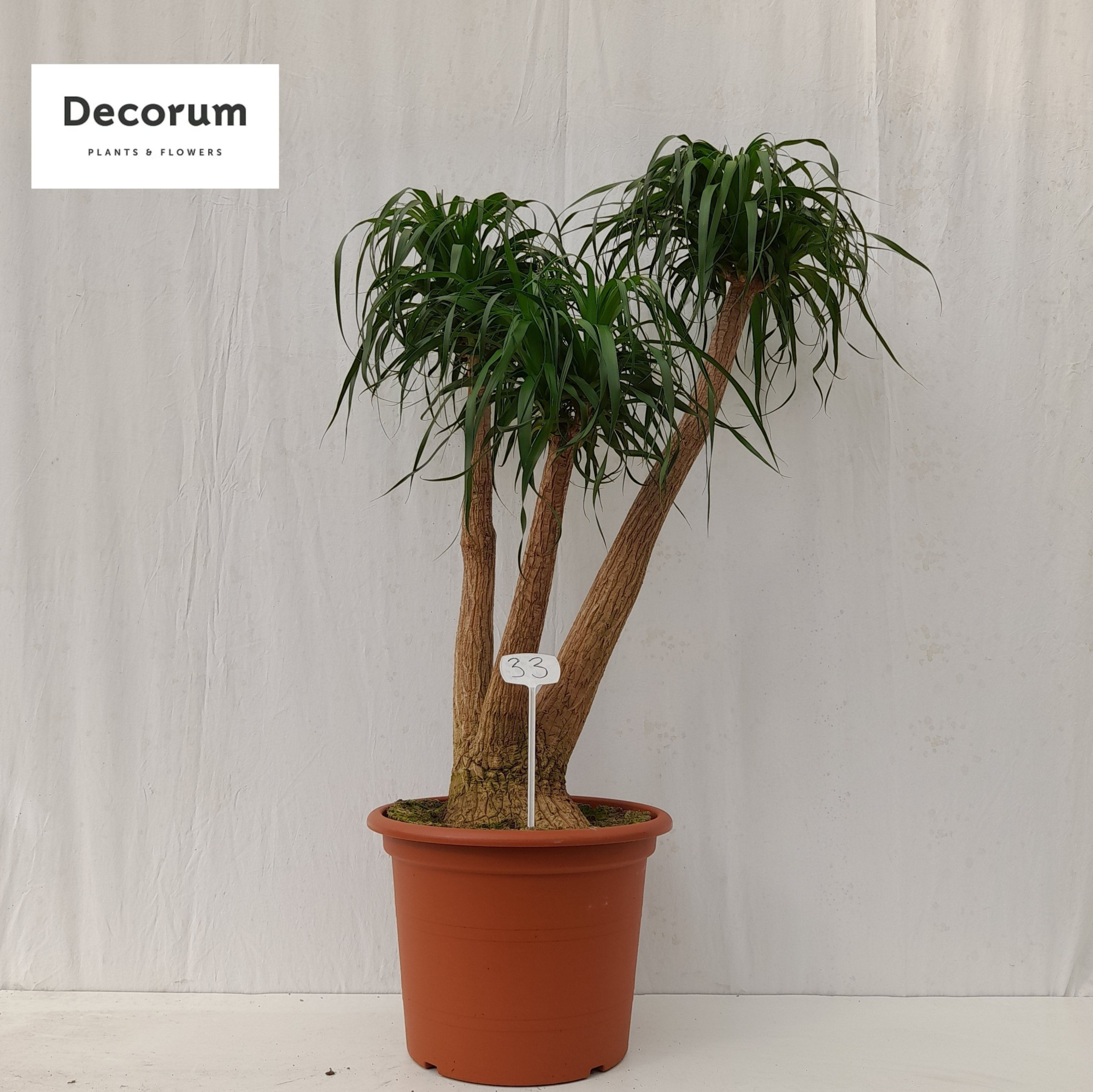 Beaucarnea vertakt op nummer 33, D 50 cm