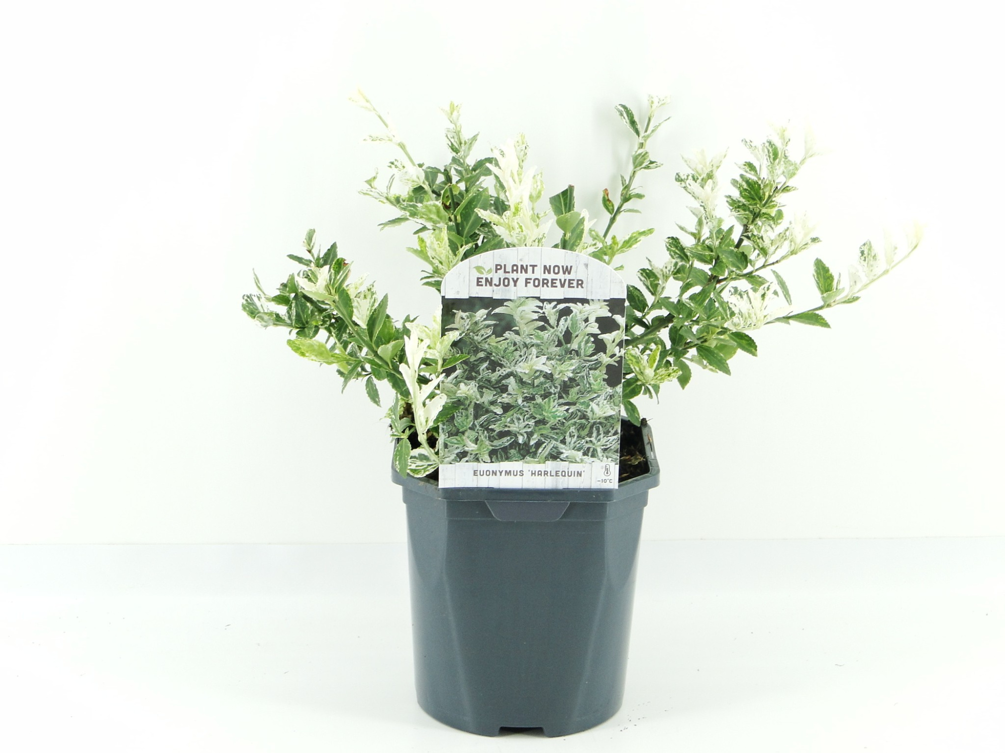 Euonymus fort. Harlequin, D 17 cm