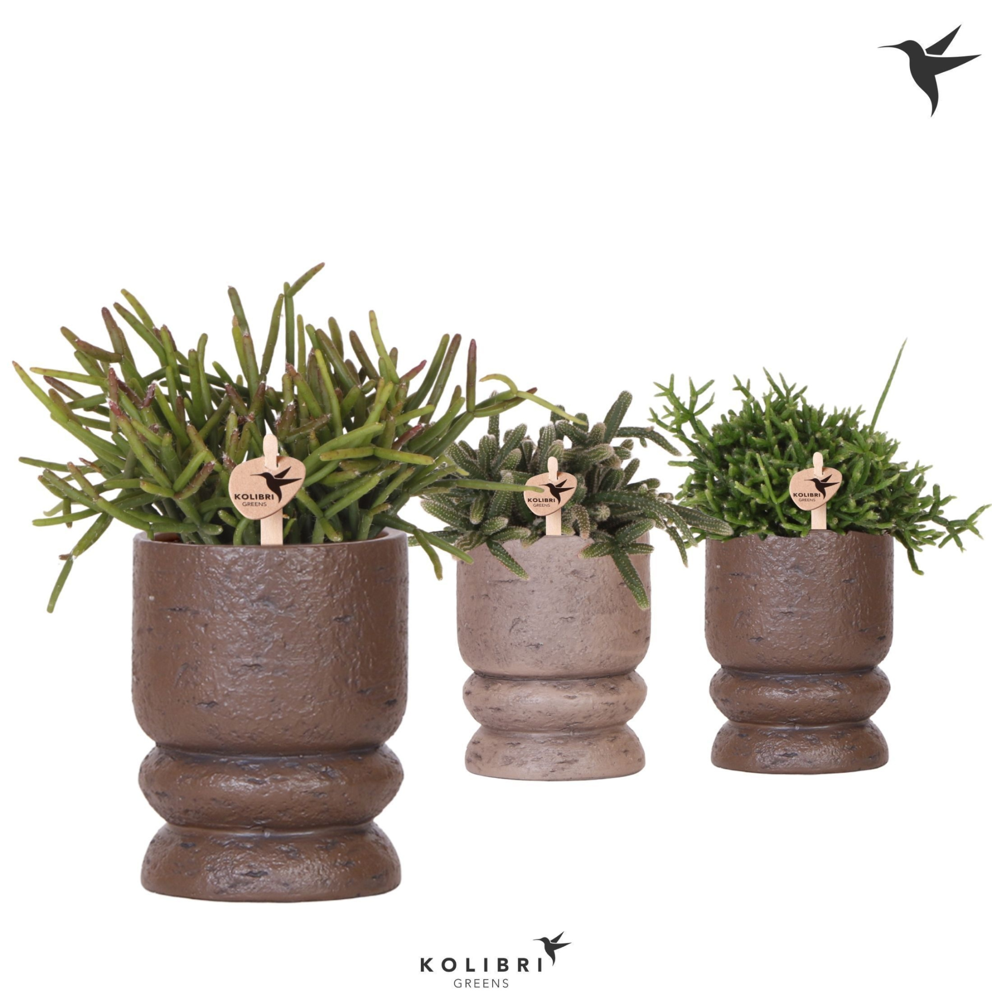 Kolibri Greens Rhipsalis mix in Vintage pot brown mix, D 9 cm