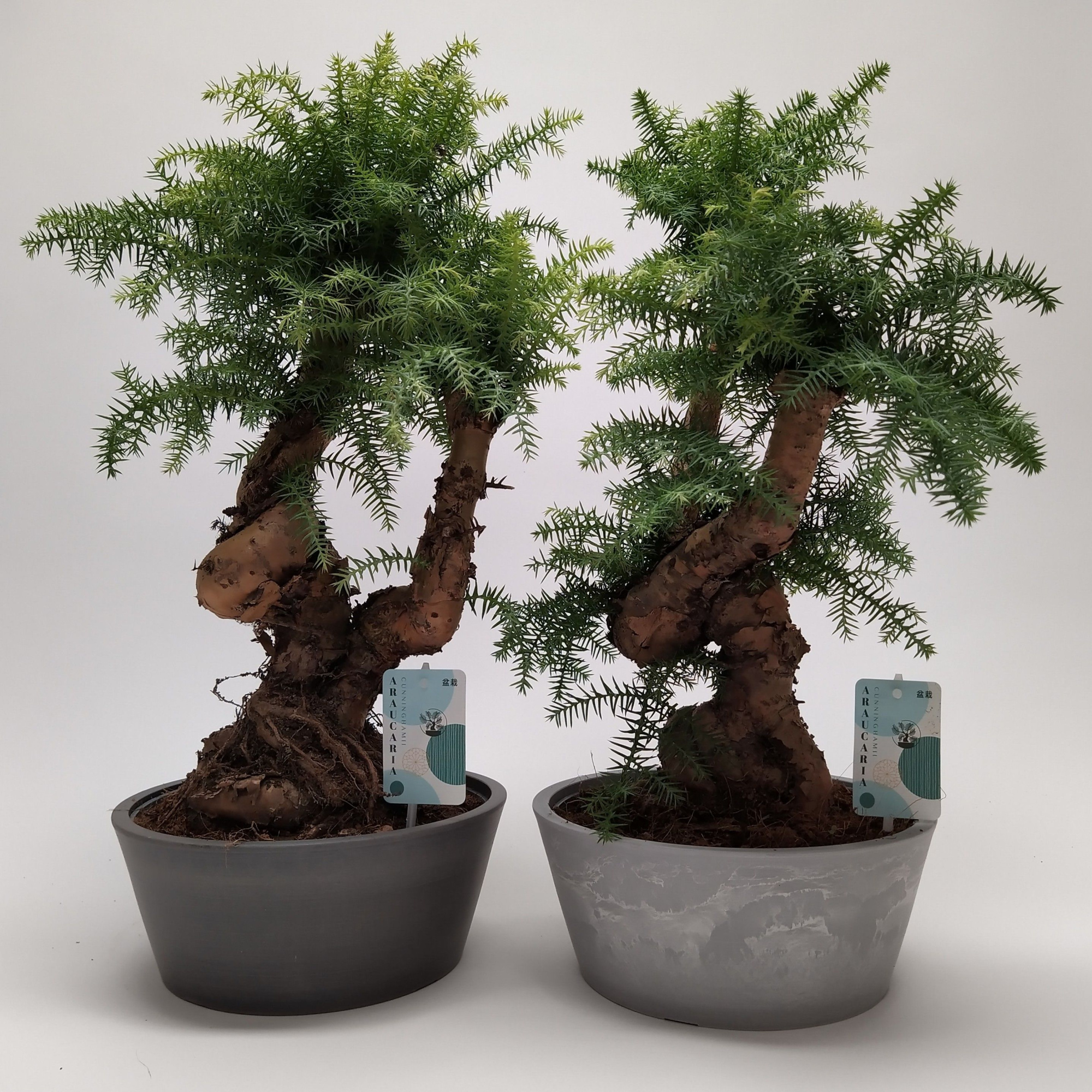 Araucaria Cunninghamii Bonsai 'Pure Natural' 25 cm, D 25 cm