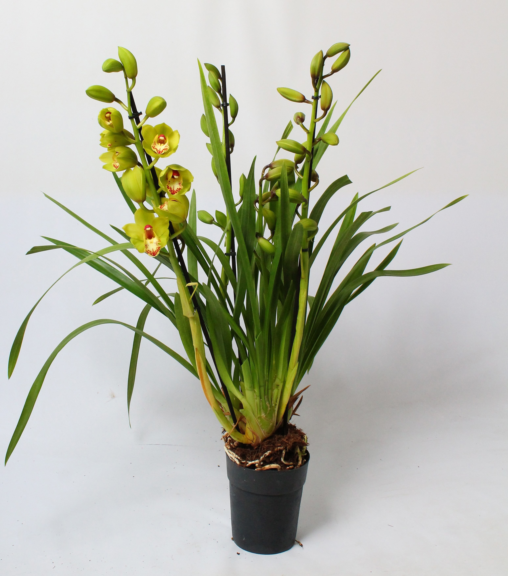 Cymbidium groen 3-4 tak, D 14