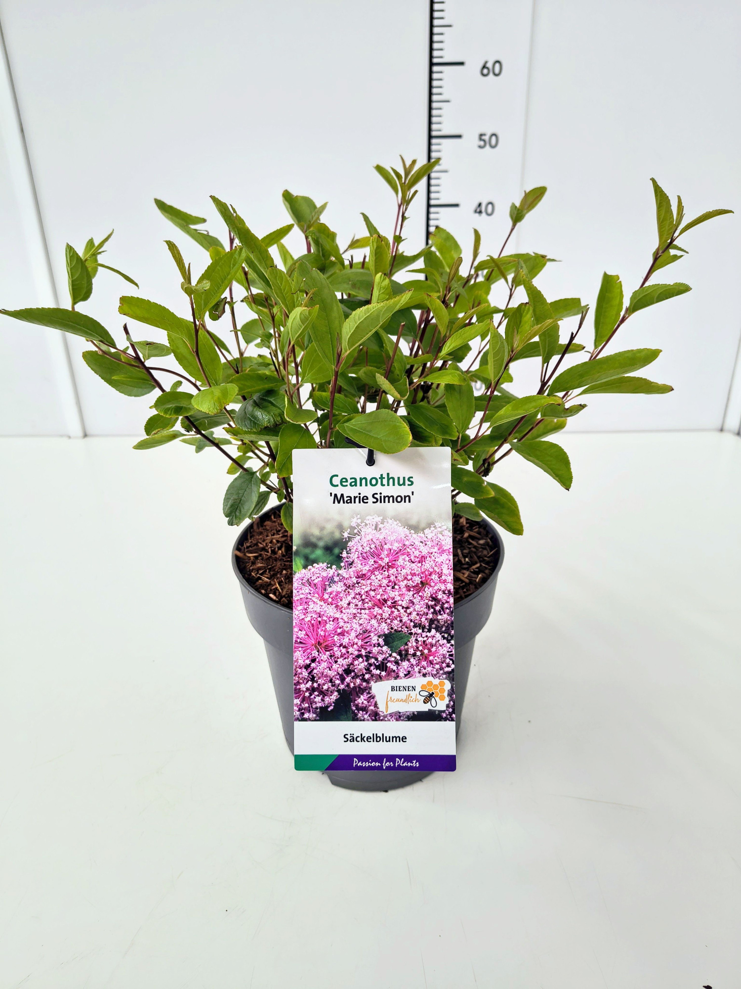 Ceanothus del. 'Marie Simon' 40-50C5, D 23 cm