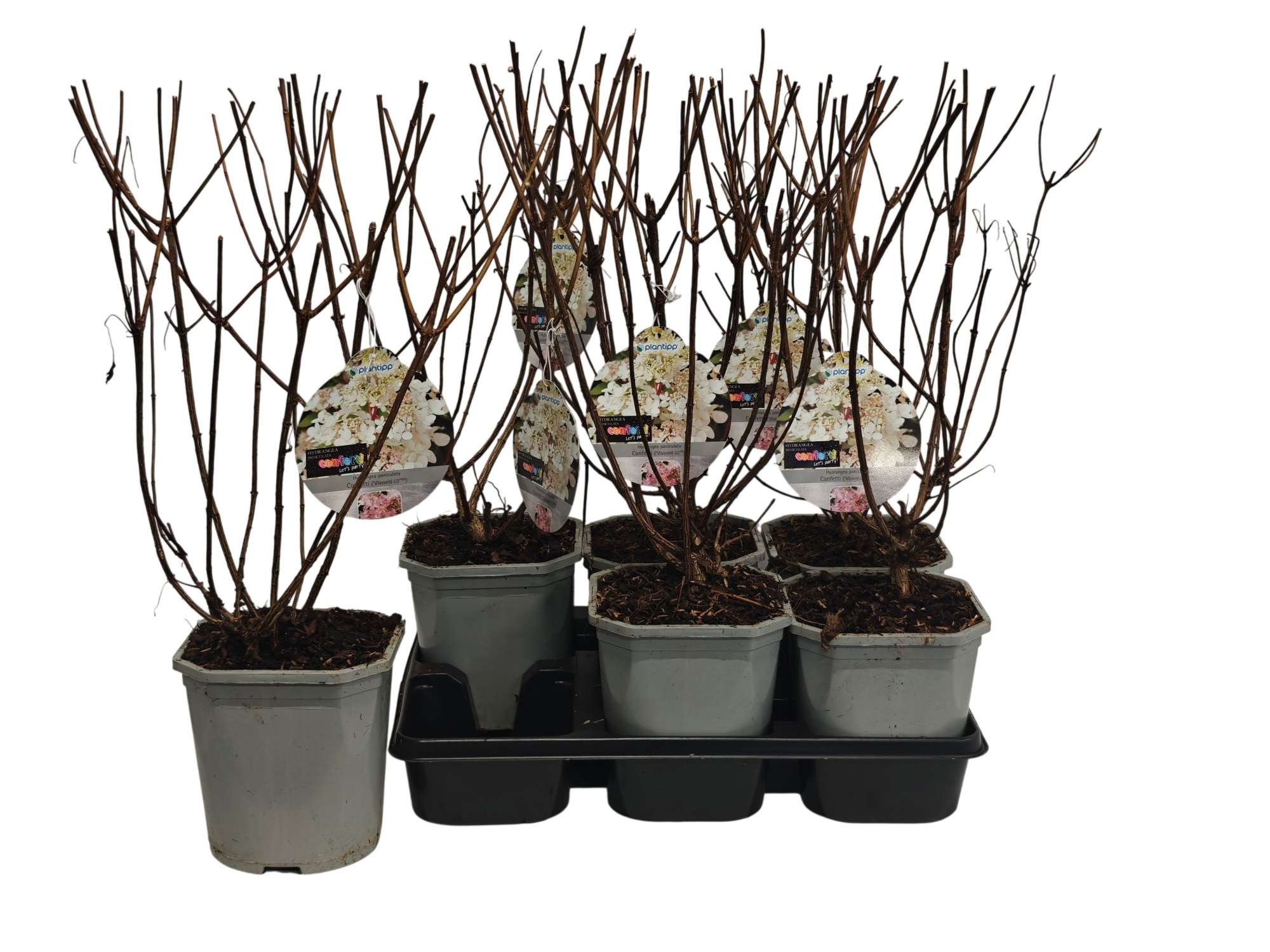 Hydrangea Confetti P14, D 14