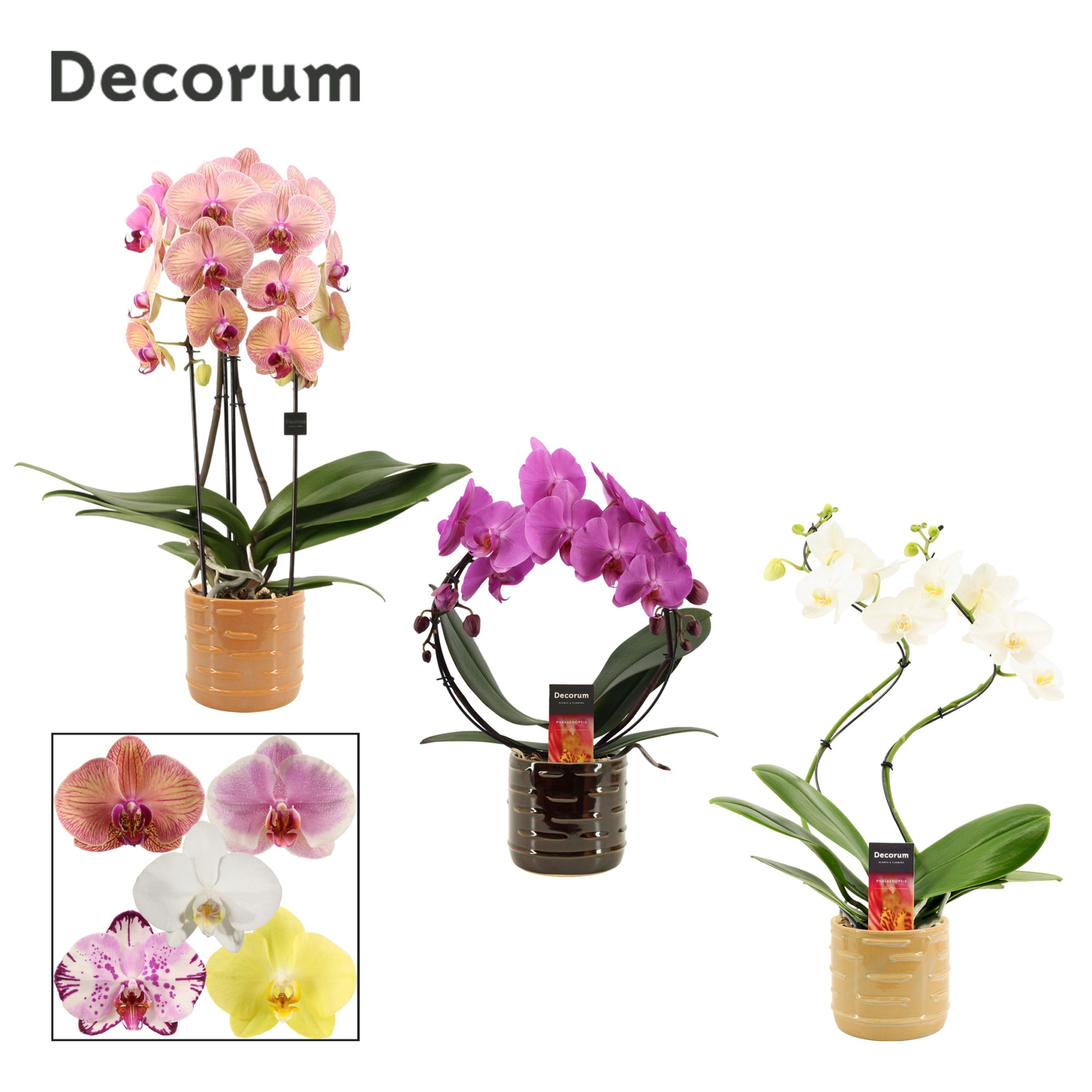 Phalaenopsis vormen mix 2 tak in Lois (Deco-collection), D 12