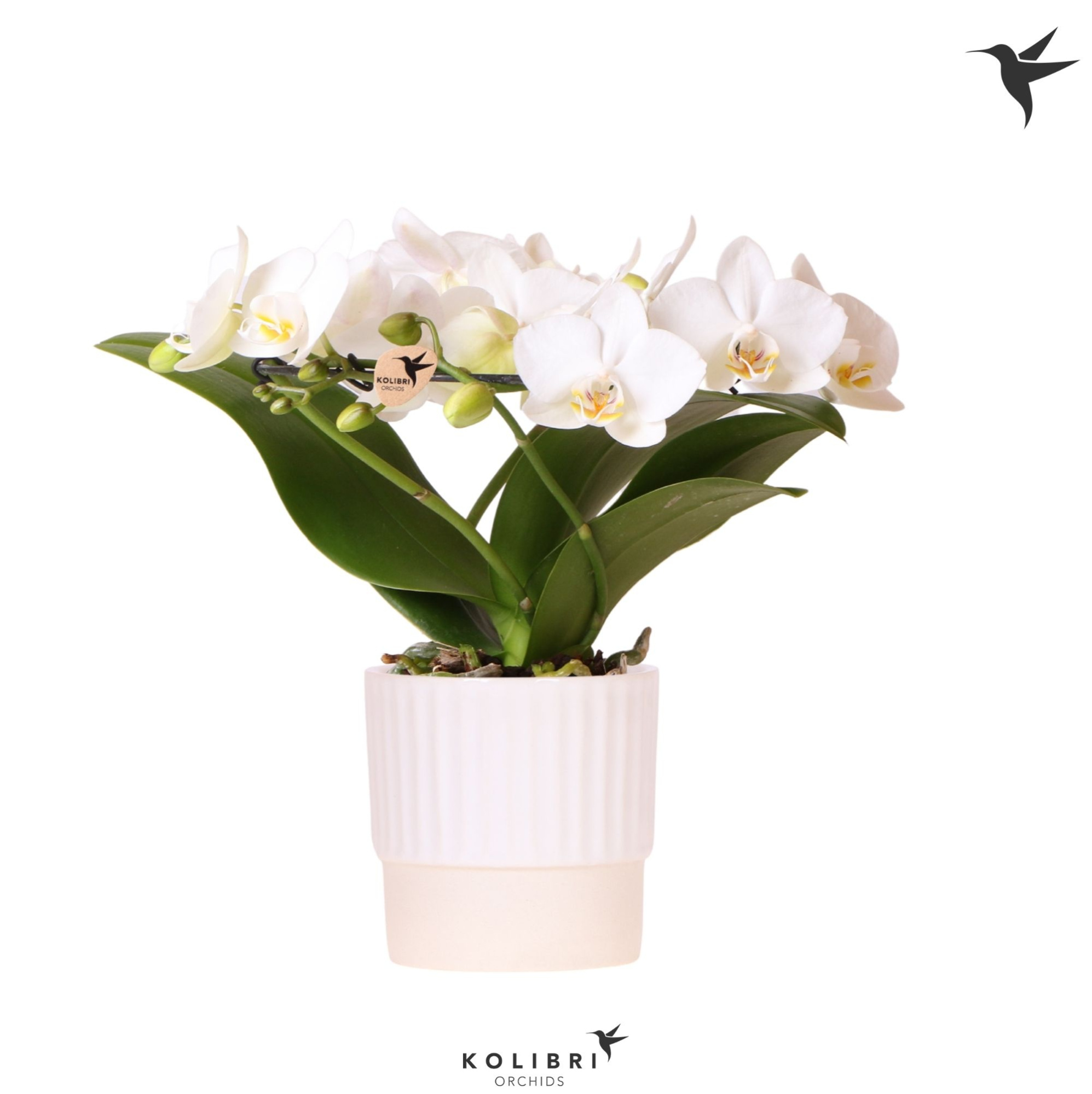 Kolibri Orchids Phalaenopsis Halo white in Butter pot white, D 9 cm