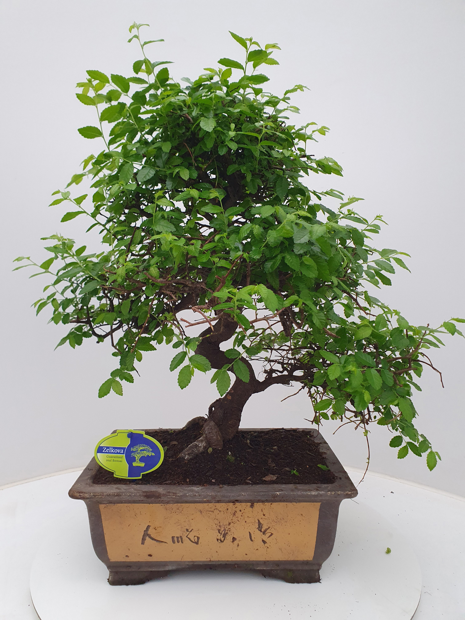Zelkova parvifolia, 31 cm., shape, without drip tray, D 31