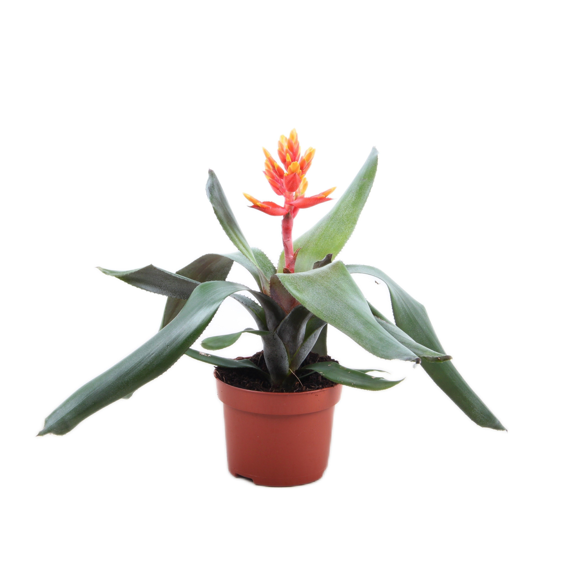Aechmea pepita, D 12 cm