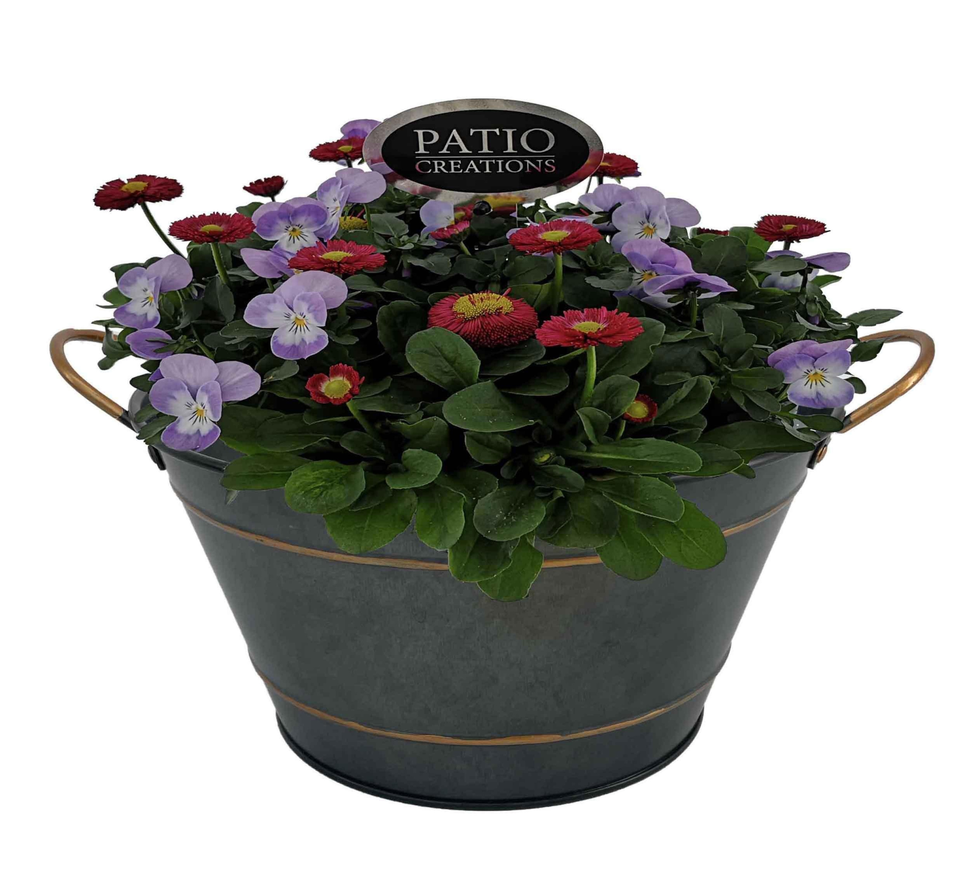 VB839-9323 Viola-Bellis Sterre zink rond, D 22