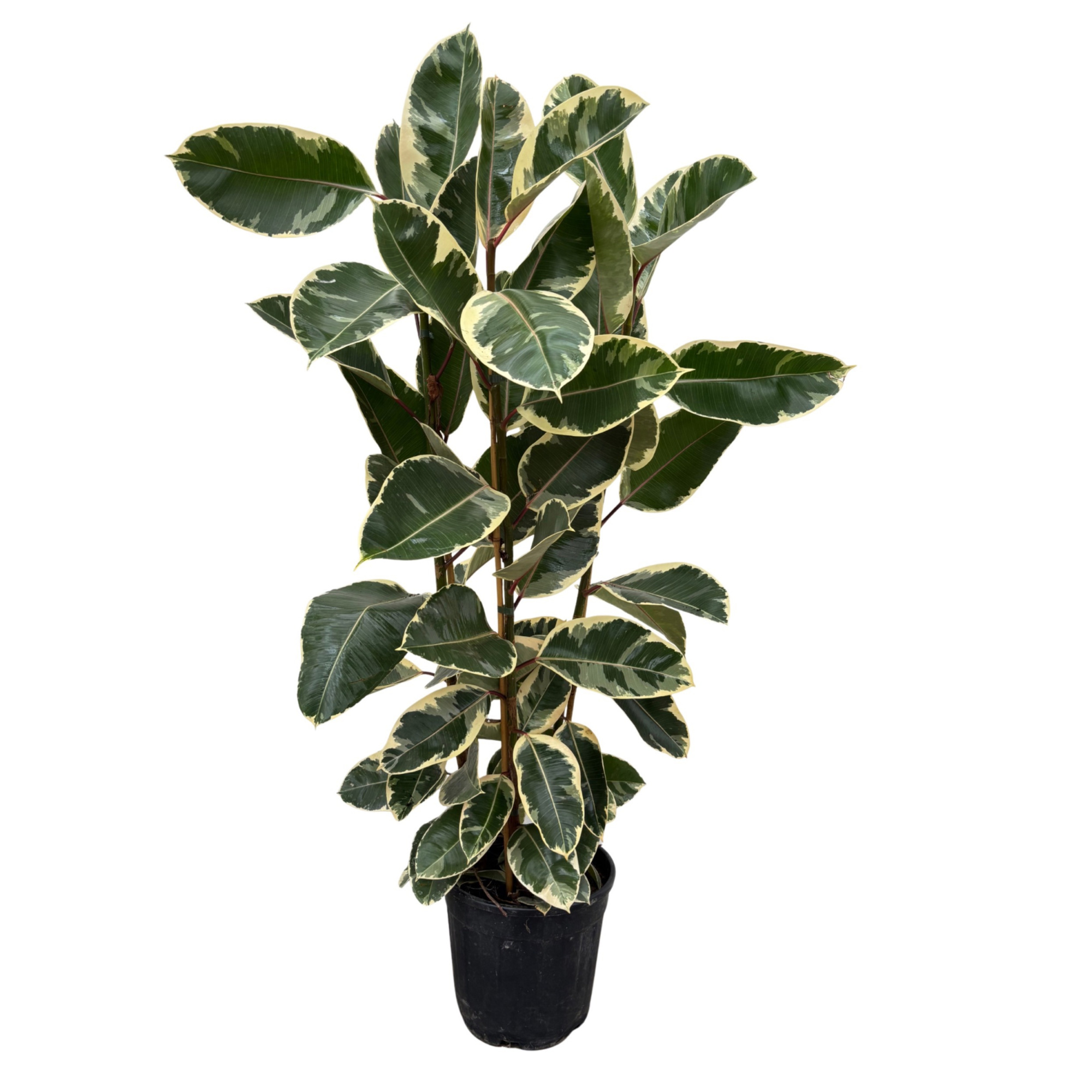 Ficus elastica 'Tineke' toef - 160cm - 3PP, D 27