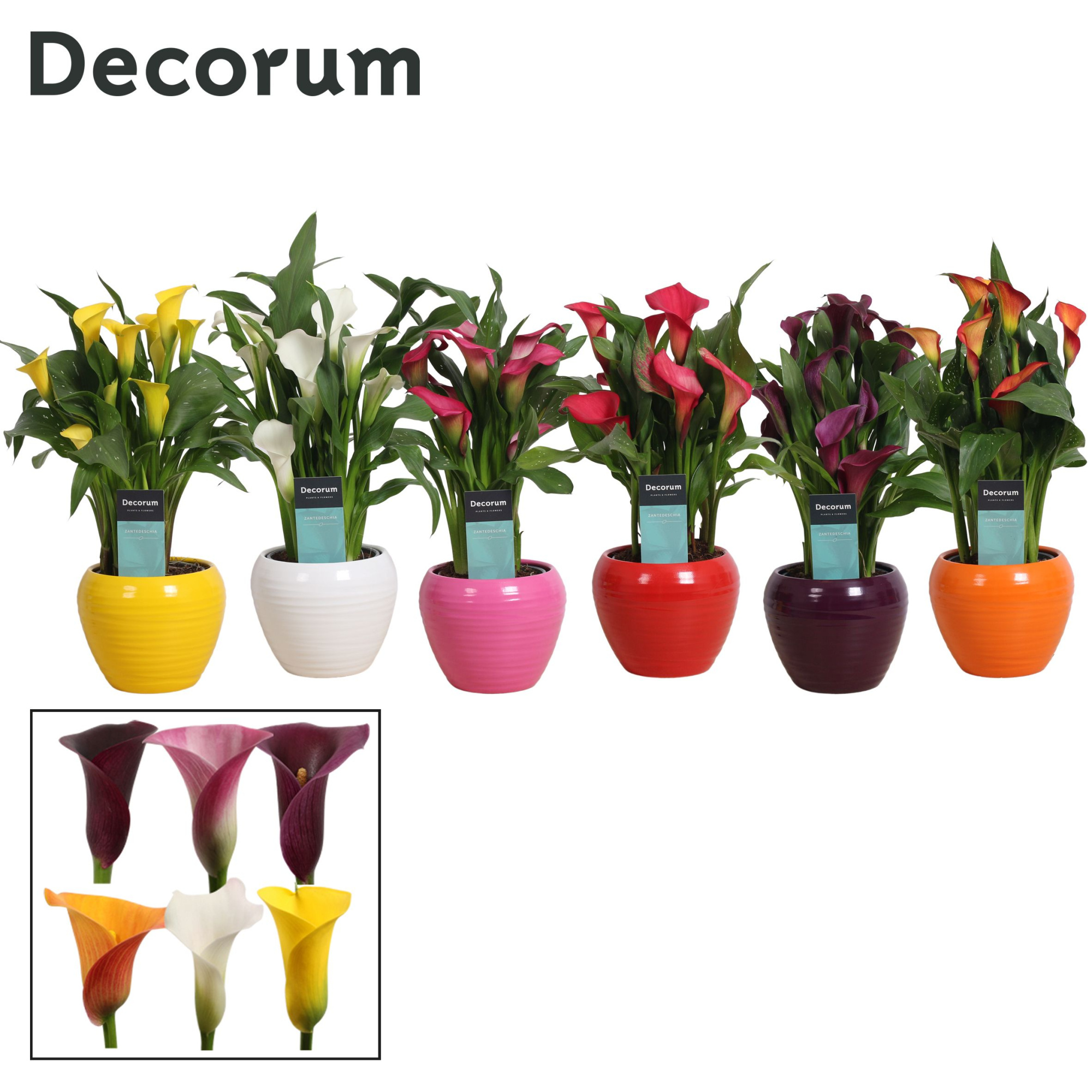 Zantedeschia (Calla) Mix in Ompot Melanie (Decorum), D 12