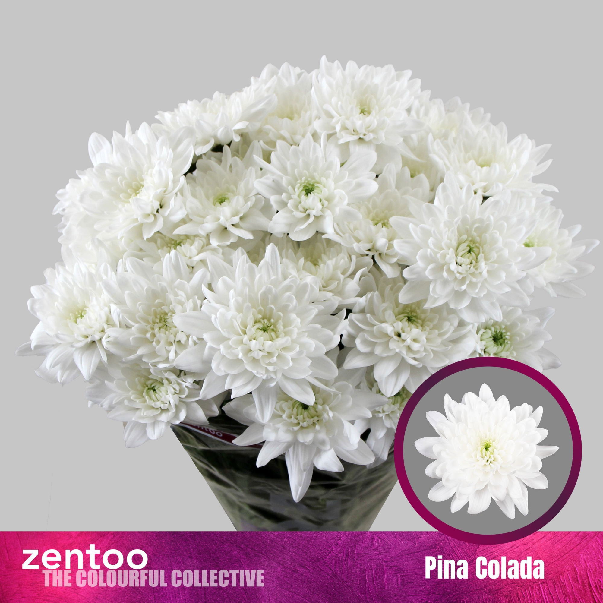 Хризантема куст. Пина Колада 70, шт.