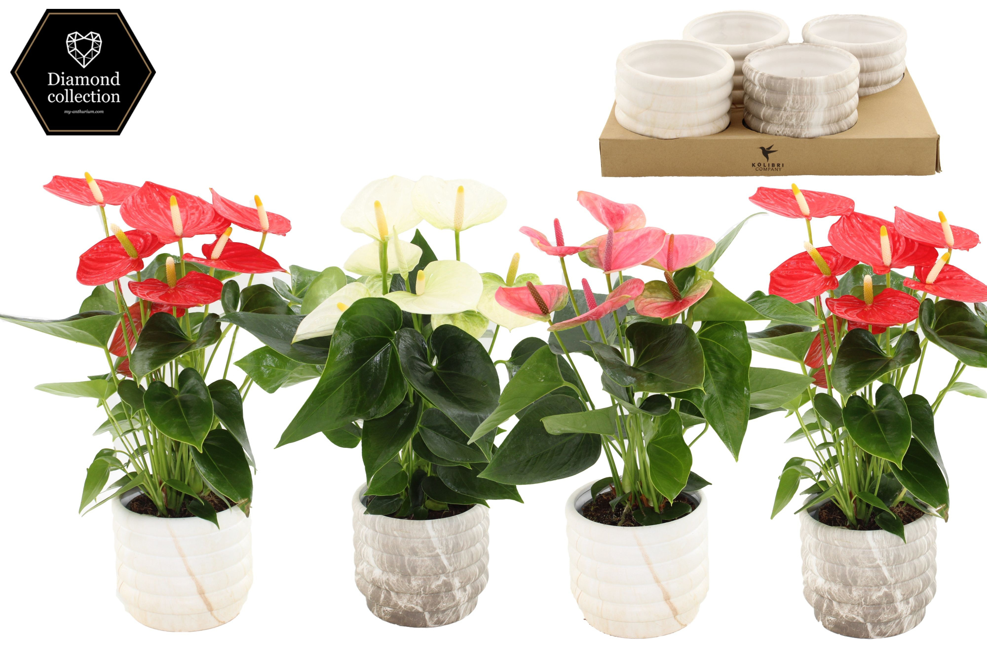Anthurium 12 cm 3 color mix in Marble ceramics, D 12 cm
