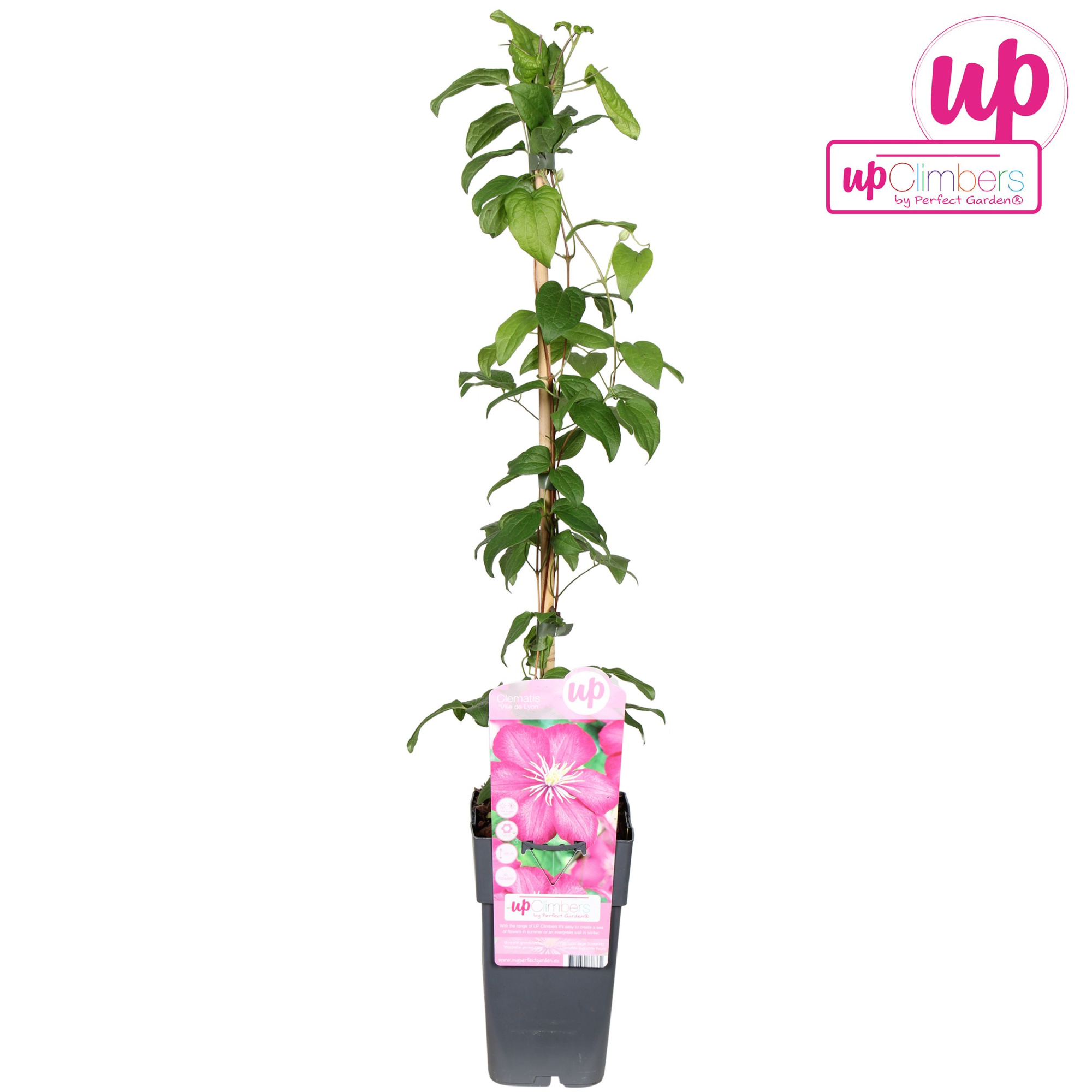 Clematis Ville de Lyon P15, D 15 cm