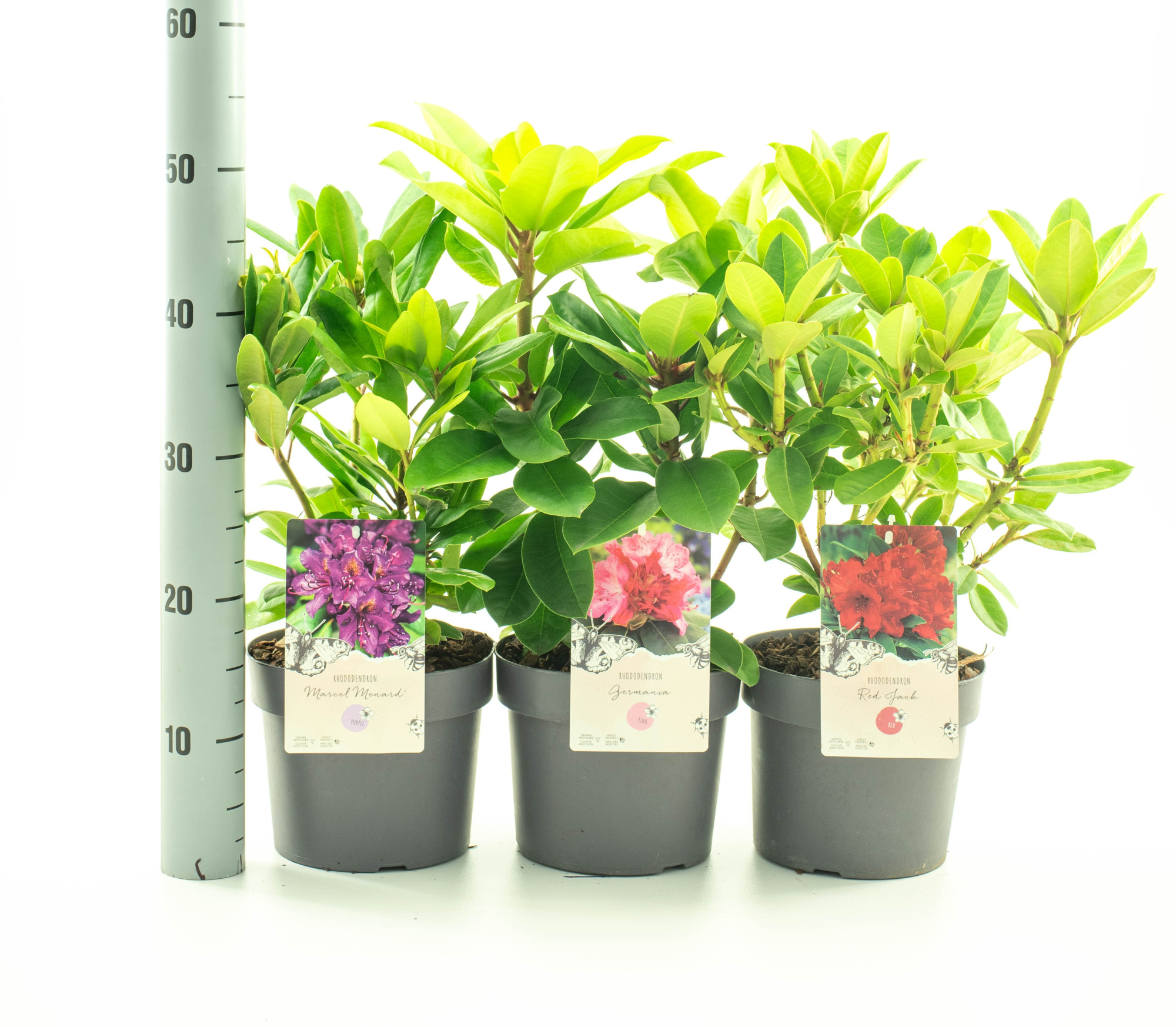 Rhododendron in soorten, D 19 cm