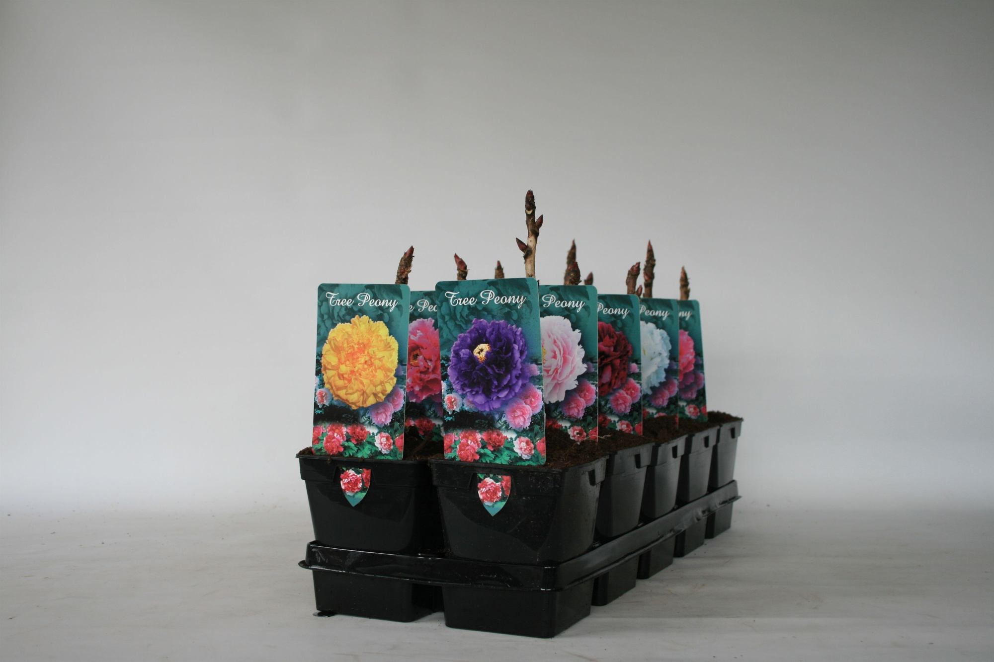 Paeonia Suffruticosa P11 2 jarige, D 11