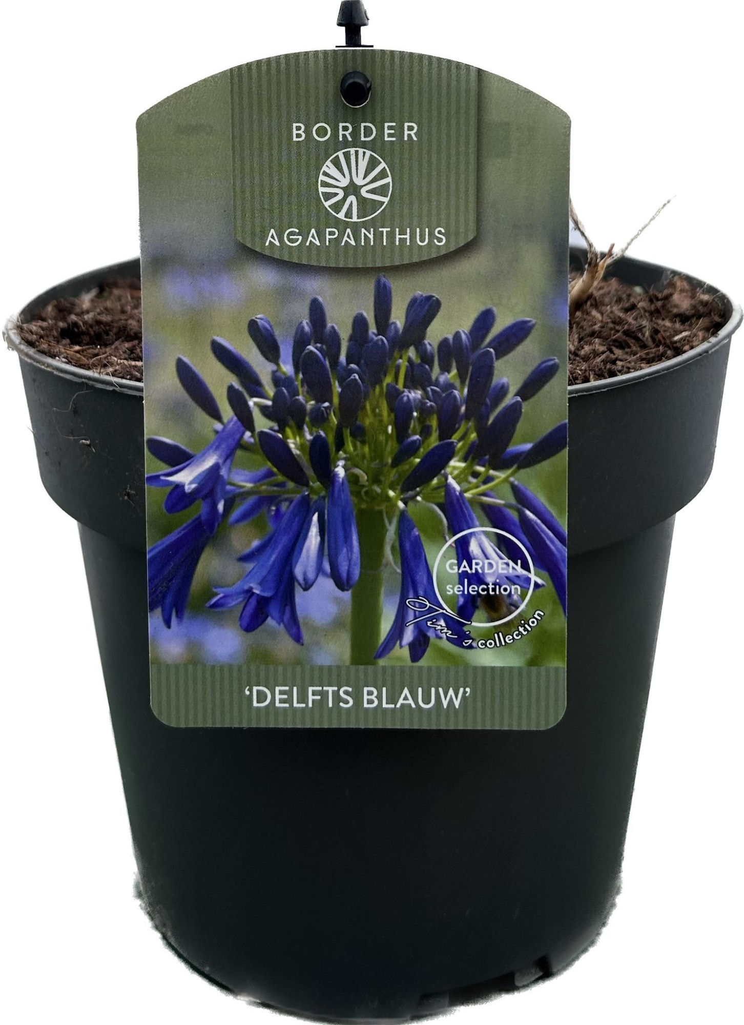 Agapanthus 'Delfts blauw' P17 GARDEN, D 17