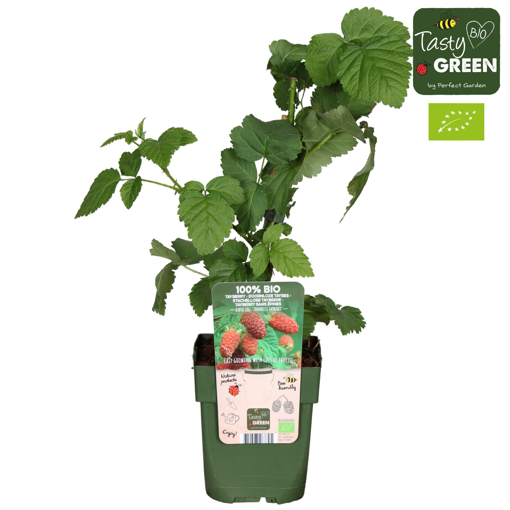 Rubus Tayberry Bio P13, D 13 cm