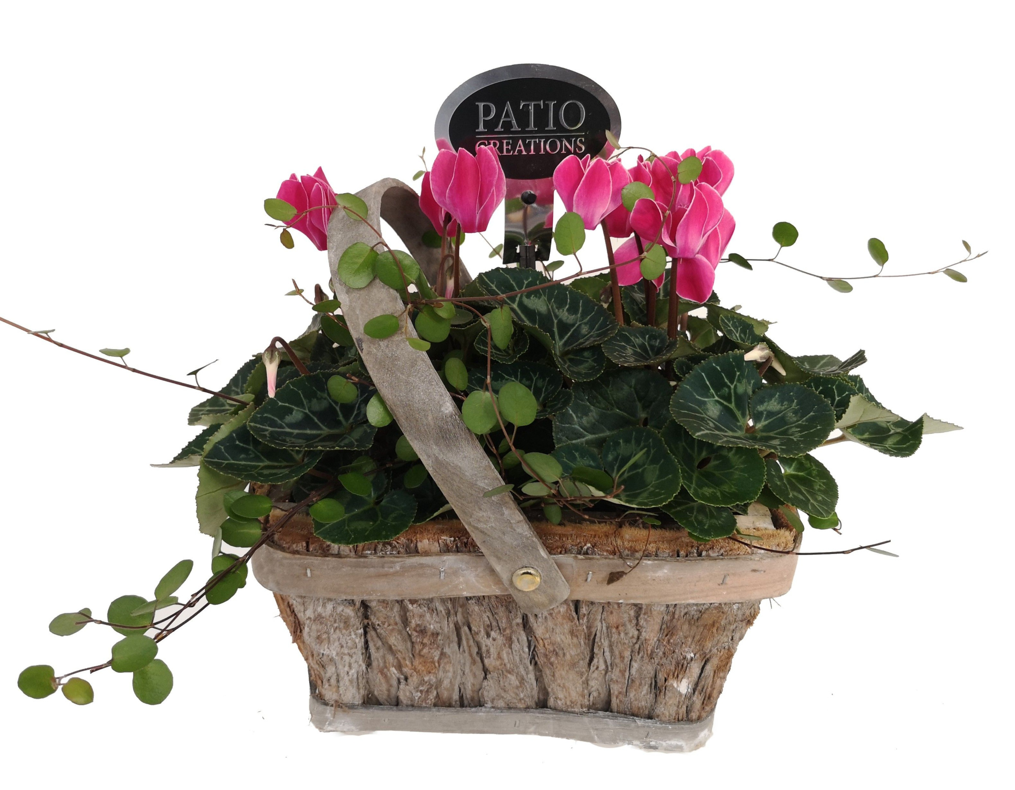 CYM704-9001 Cyclaam/Muehlenbeckia bosmand hengsel S, D 21 cm