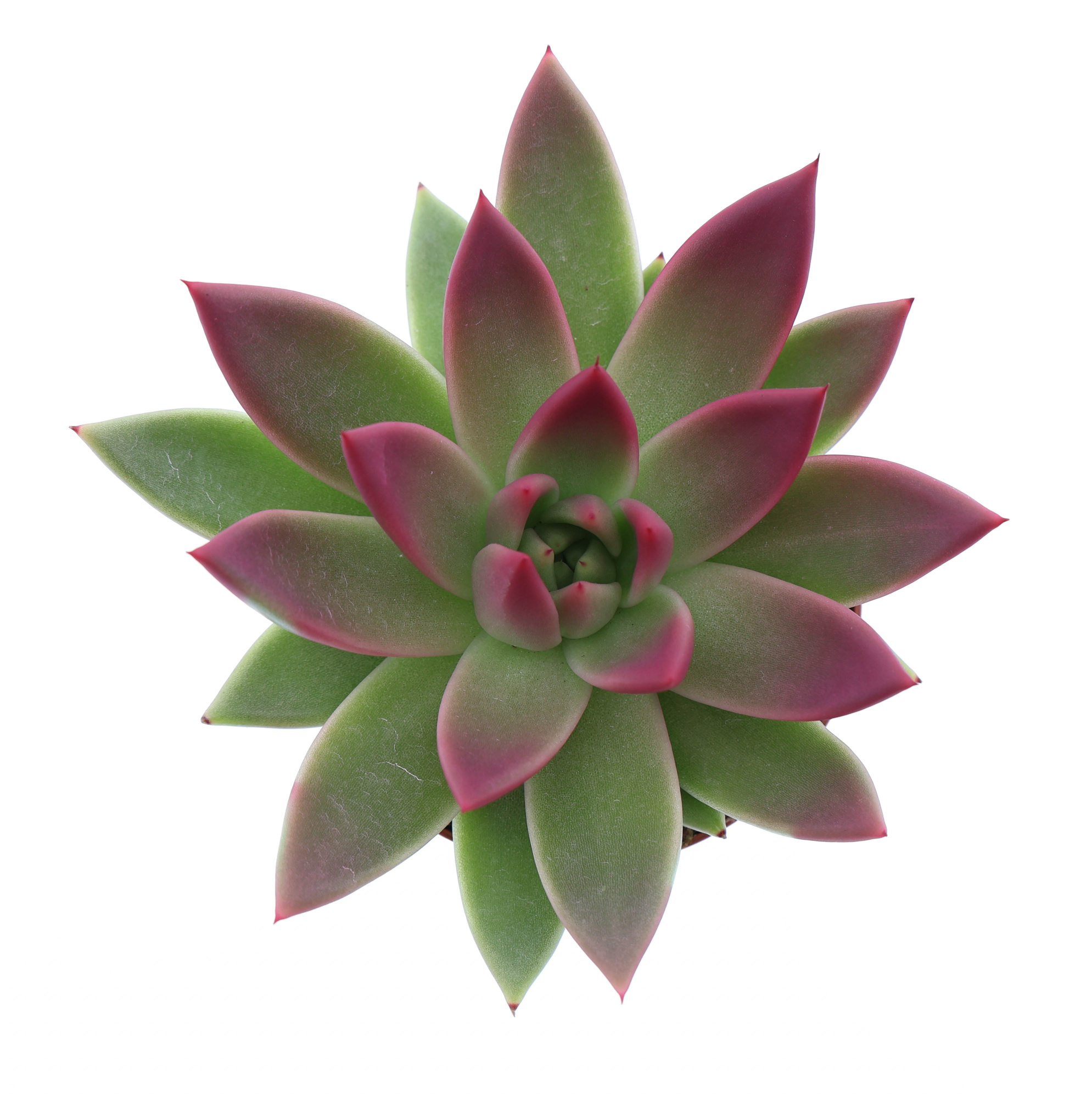 Miranda tips bordeaux red, D 8,5 cm