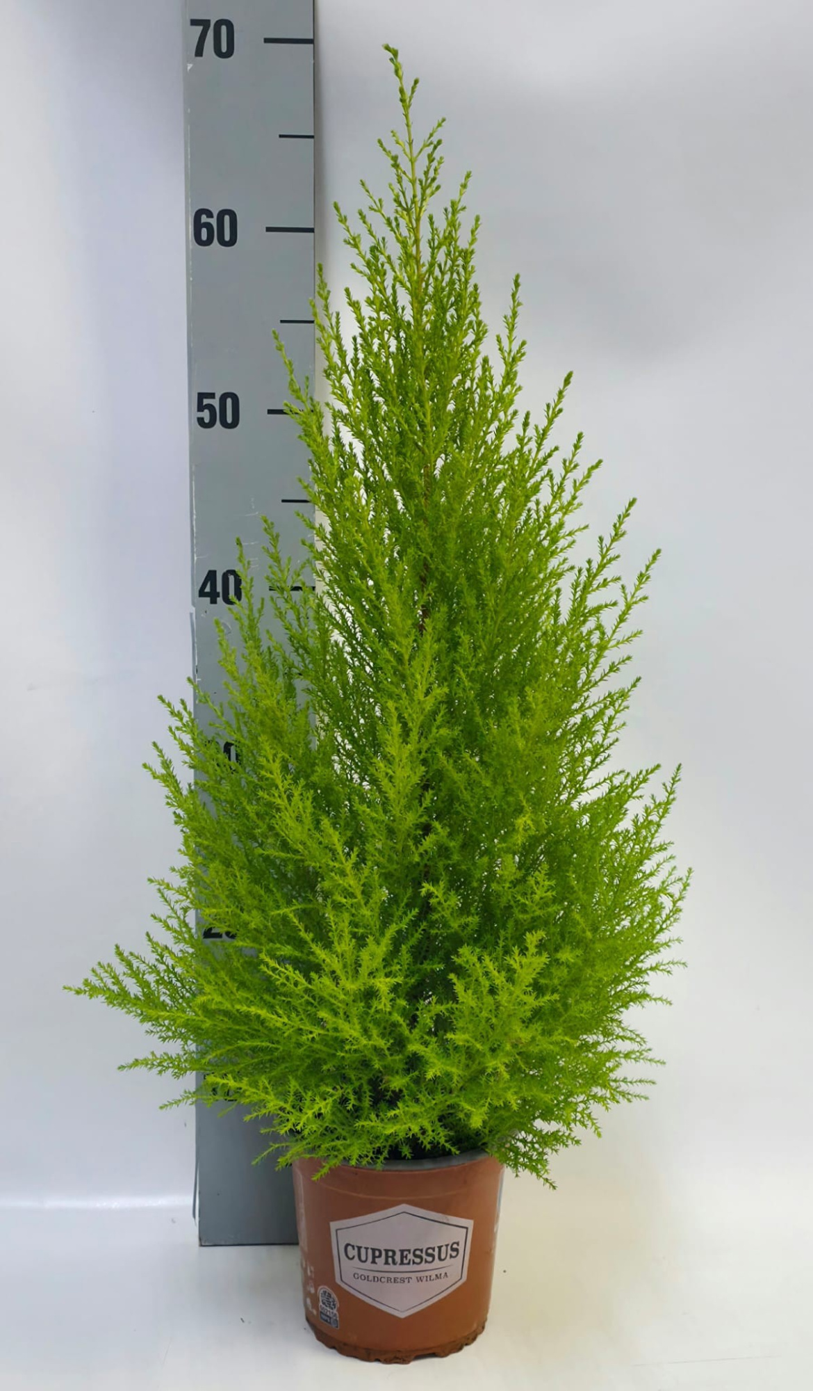 Cupressus Piramide 14cm Lang, D 14 cm