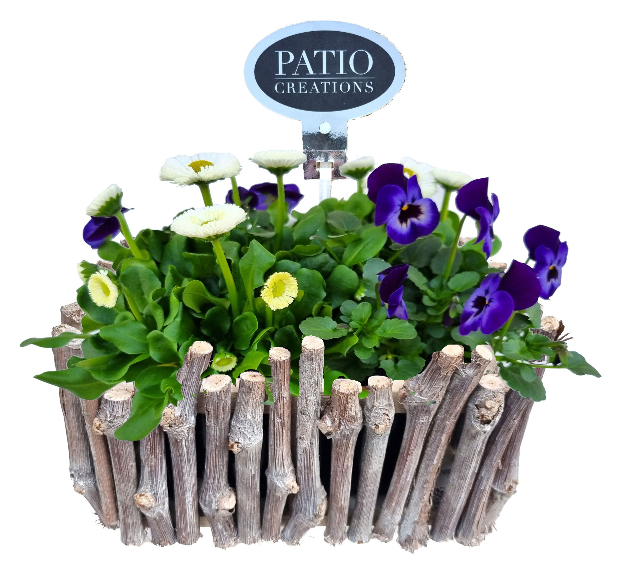 VB783-9001 Viola/Bellis druivenhout S, D 22