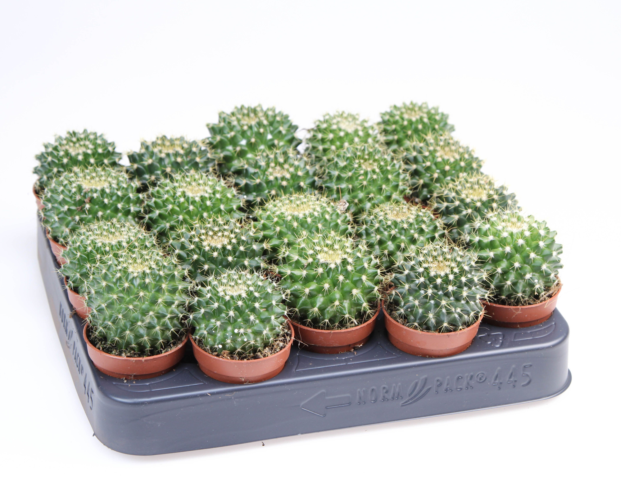 Mammilaria Marksiana, D 5,5