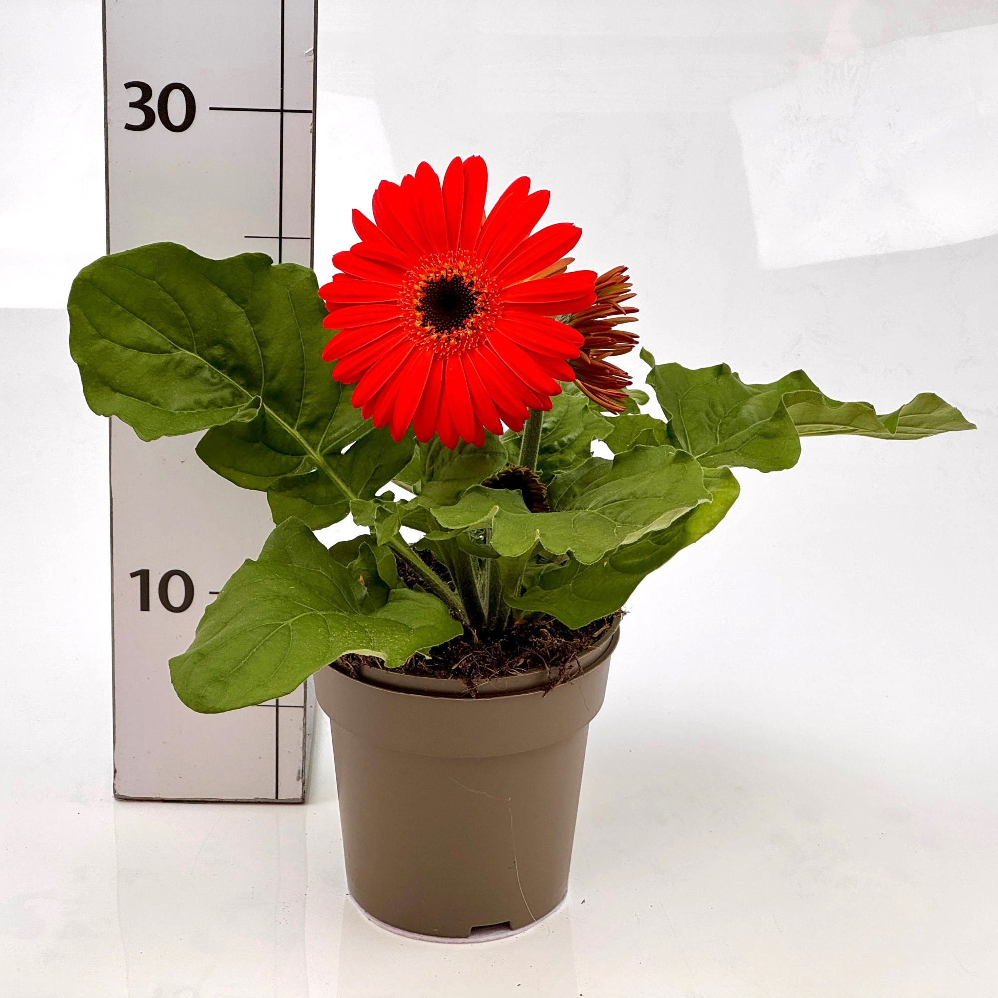 Gerbera jamesonii, D 12