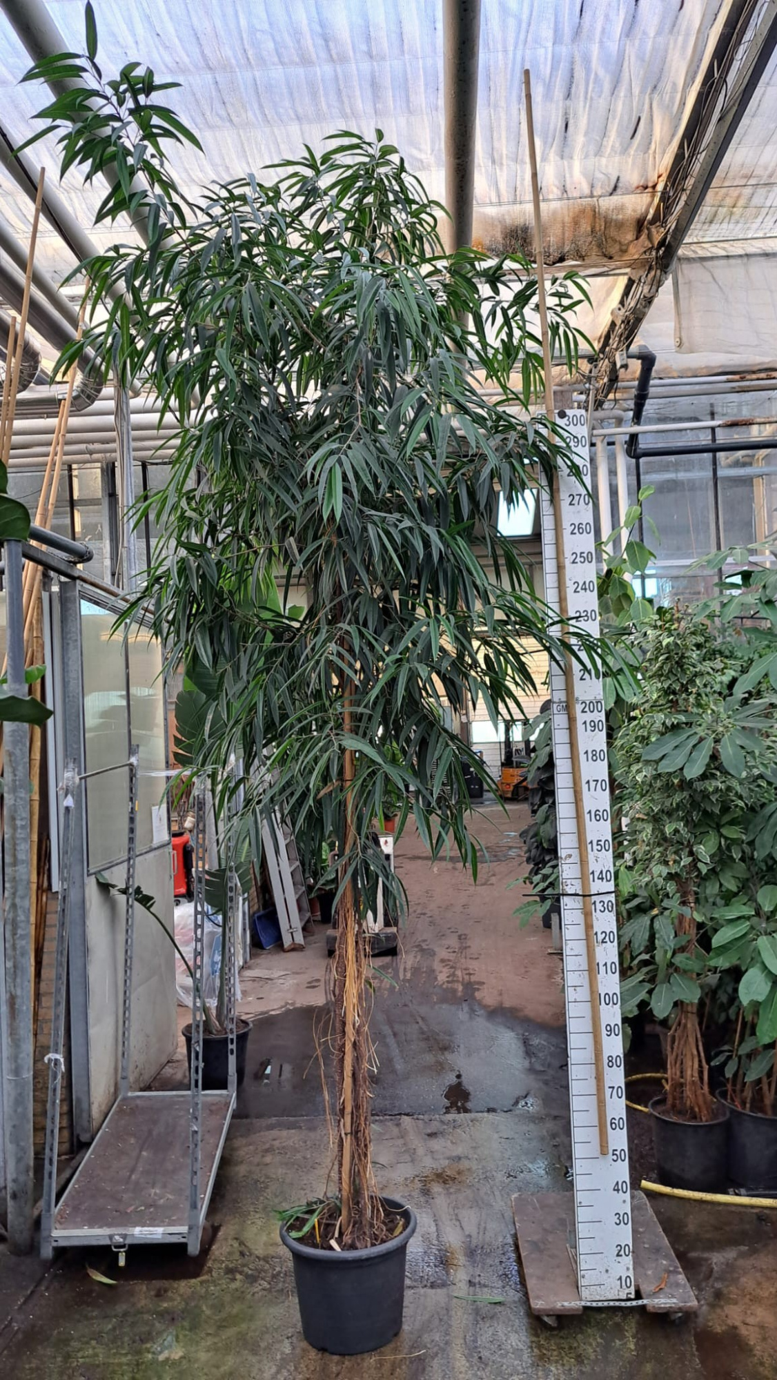 Ficus Alii multistam 400, D 50