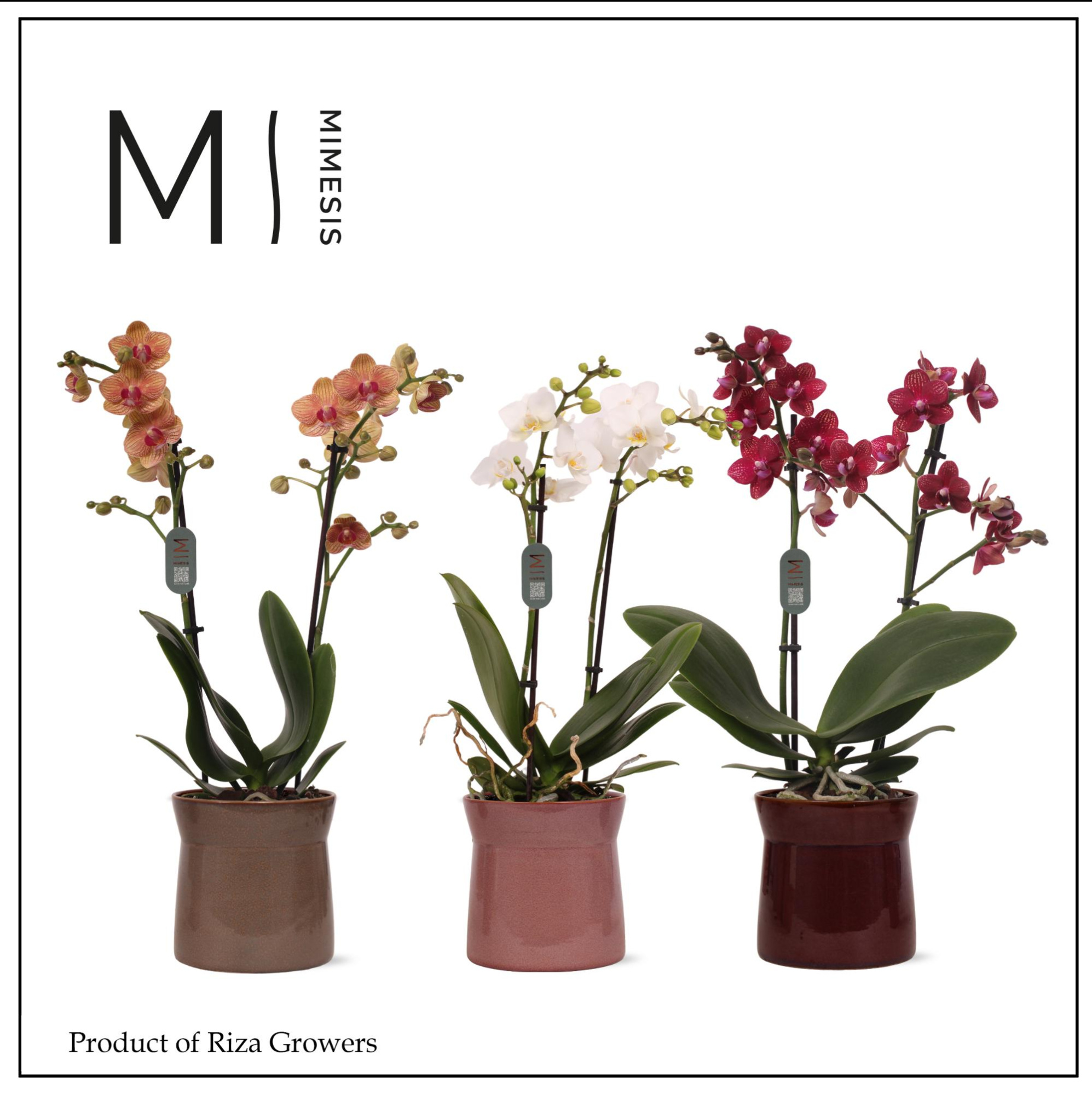 Mimesis Phal. Multi Mix - 2 spike 12cm in Elise Mix Ceramic, D 12 cm