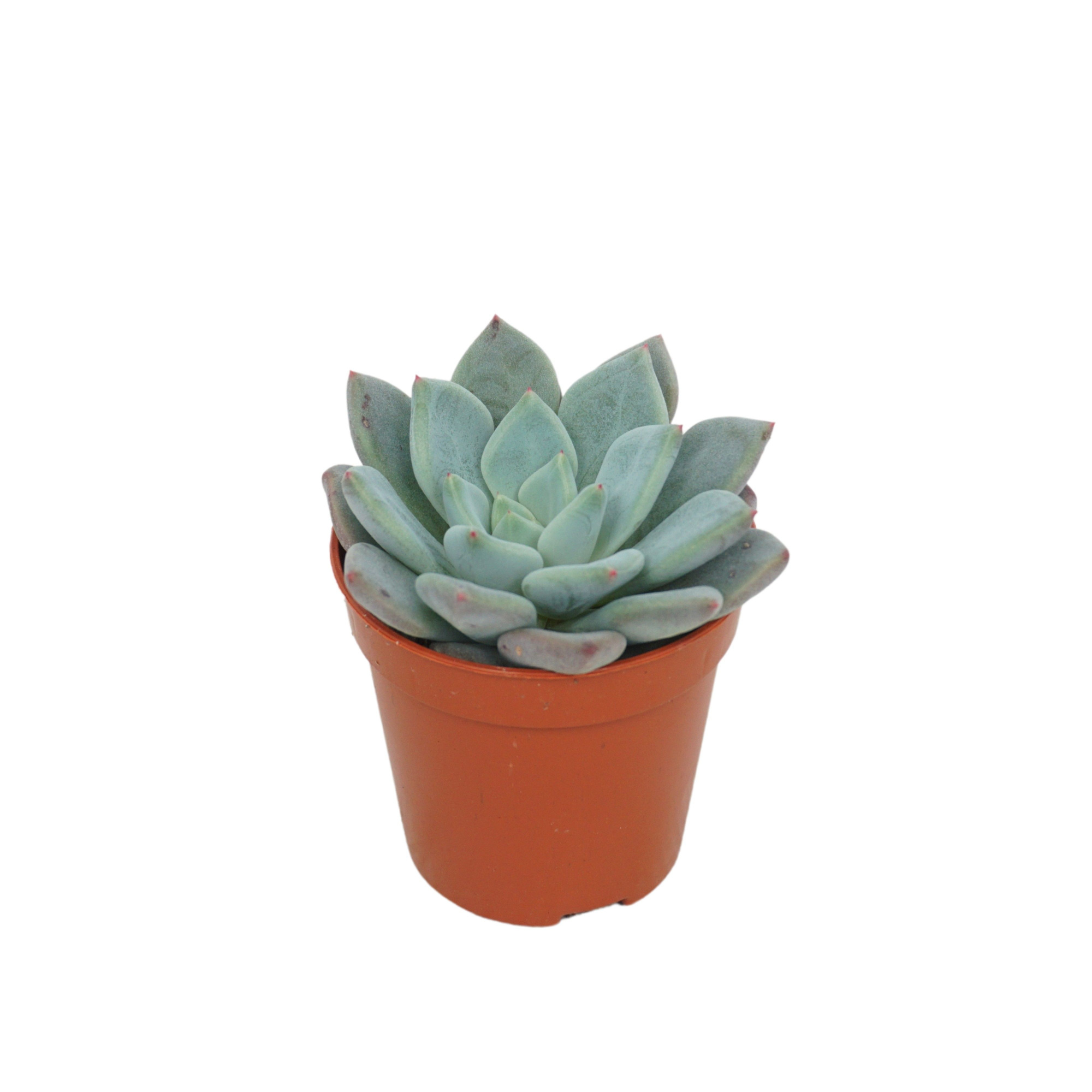 Pachyveria 5,5 cm, D 5,5 cm