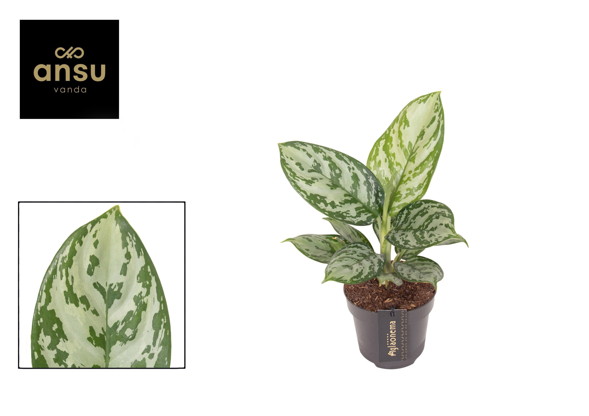 Aglaonema Jungle Silver, D 12