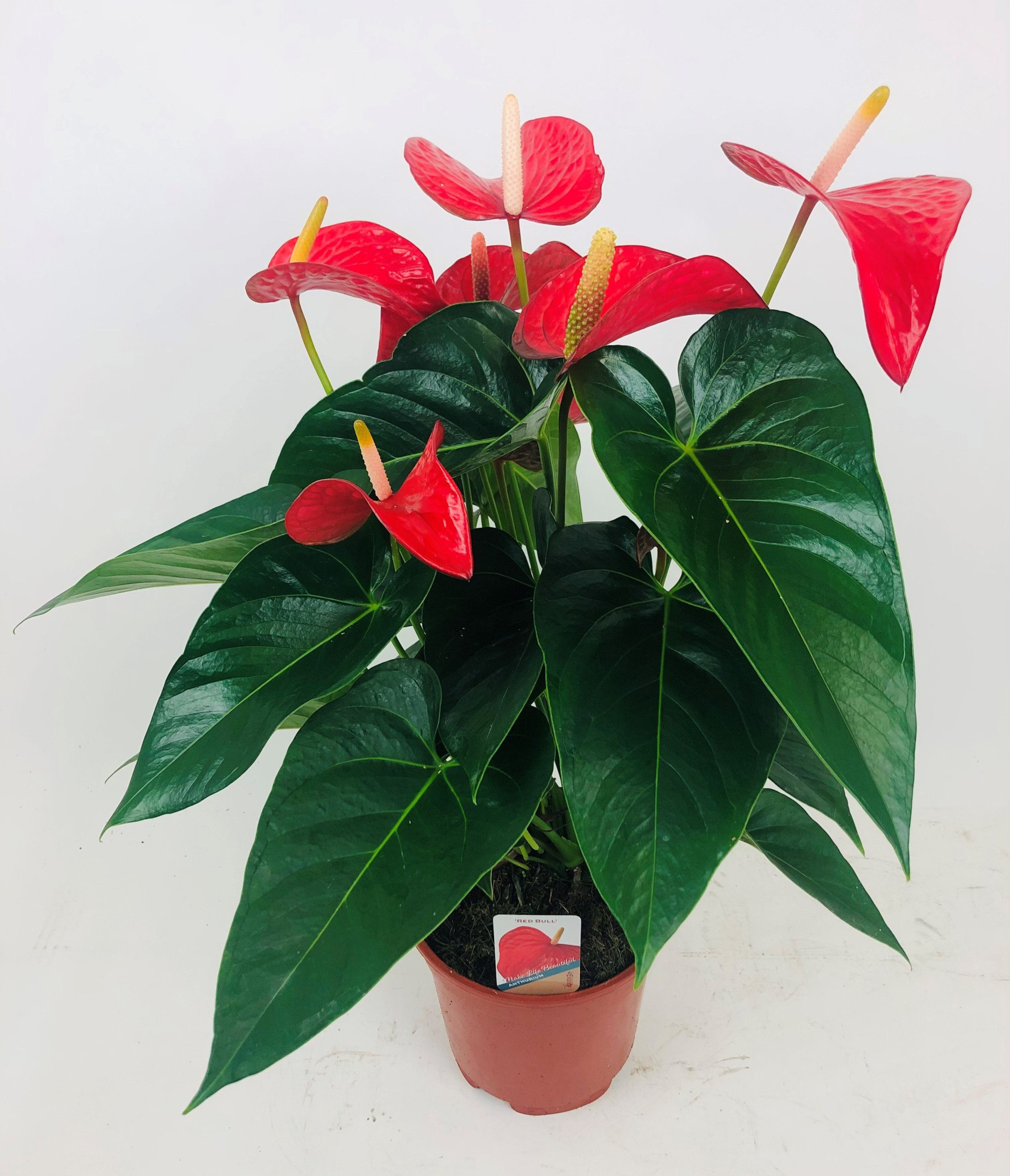 Anthurium 'Red Bull', D 17 cm