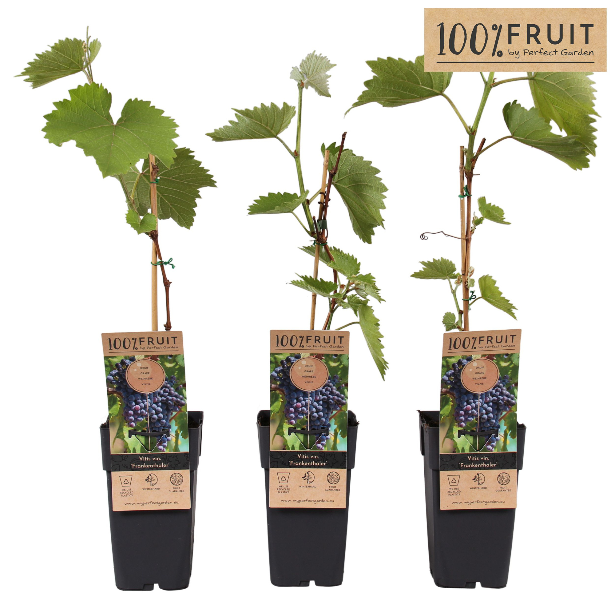 Vitis Frankenthaler P15, D 15 cm