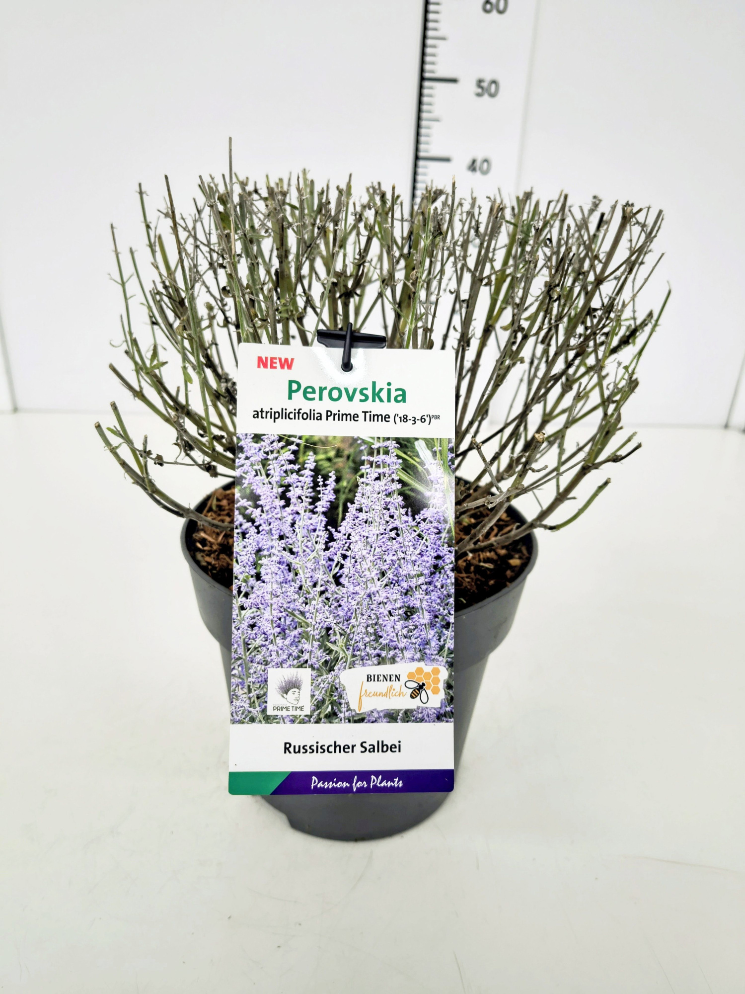 Perovskia atr. 'Prime Time' BüC5, D 23