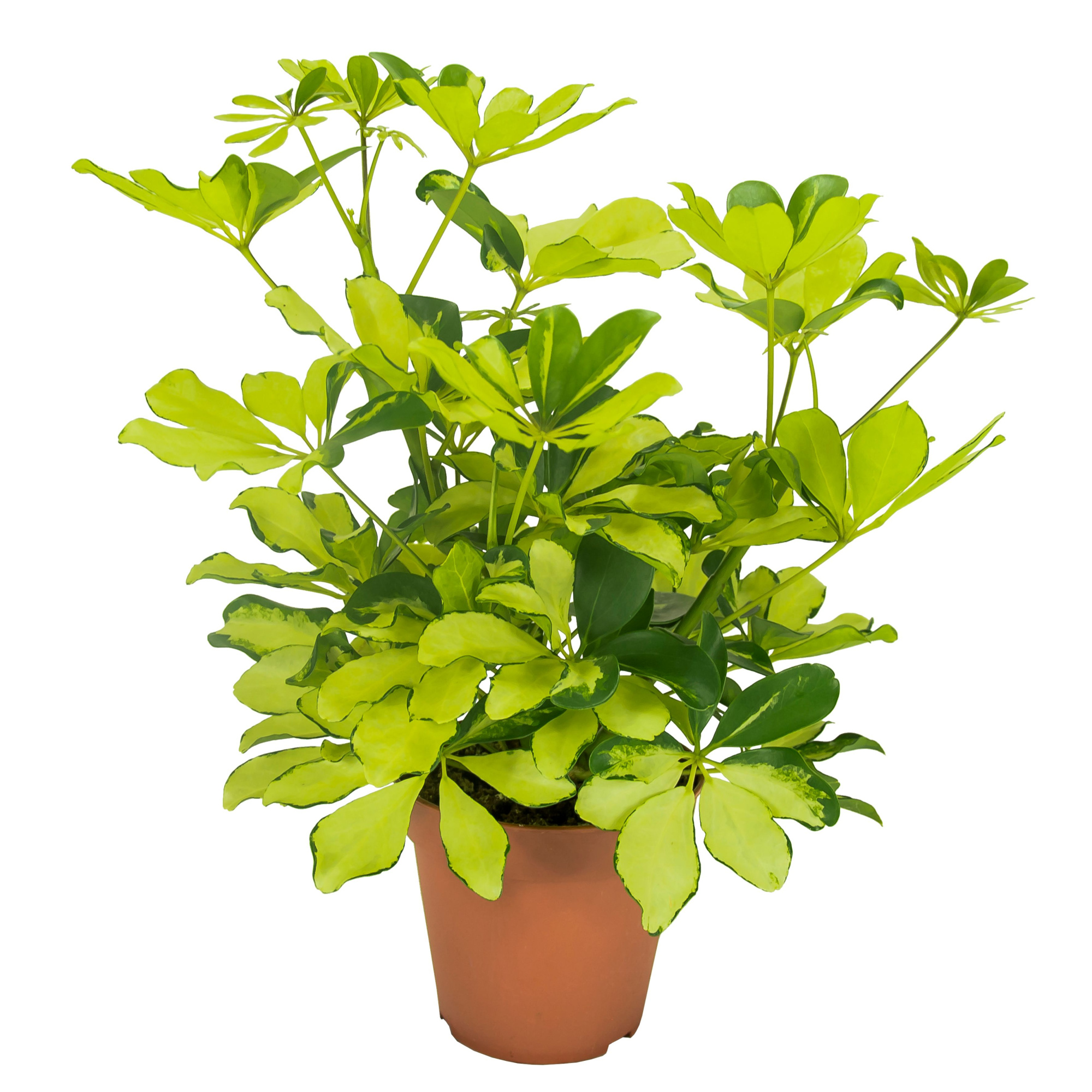 Schefflera Melanie Vertakt, D 13 cm