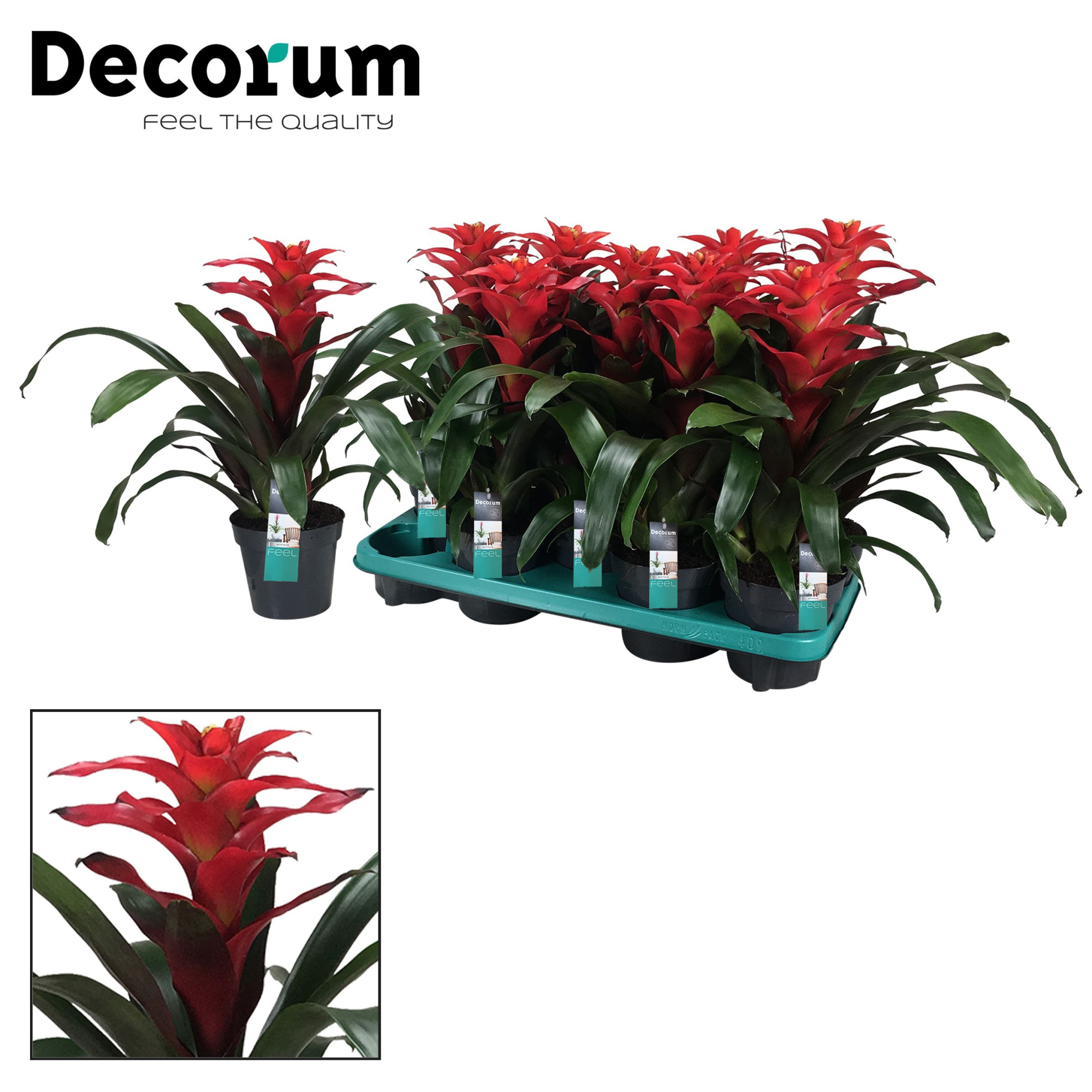 Guzmania Optima Squarrosa (Decorum), D 13 cm