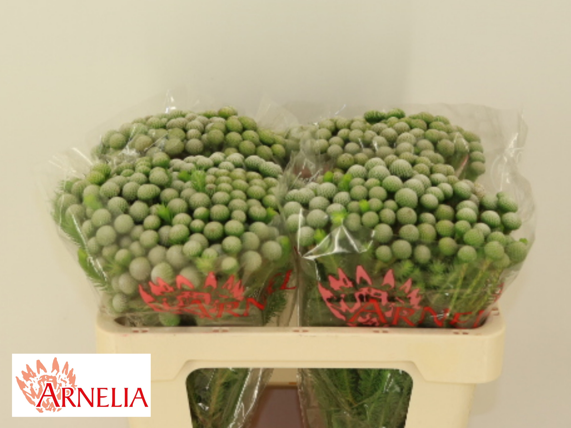 Бруния Айова Сильвер Мун 50, шт.