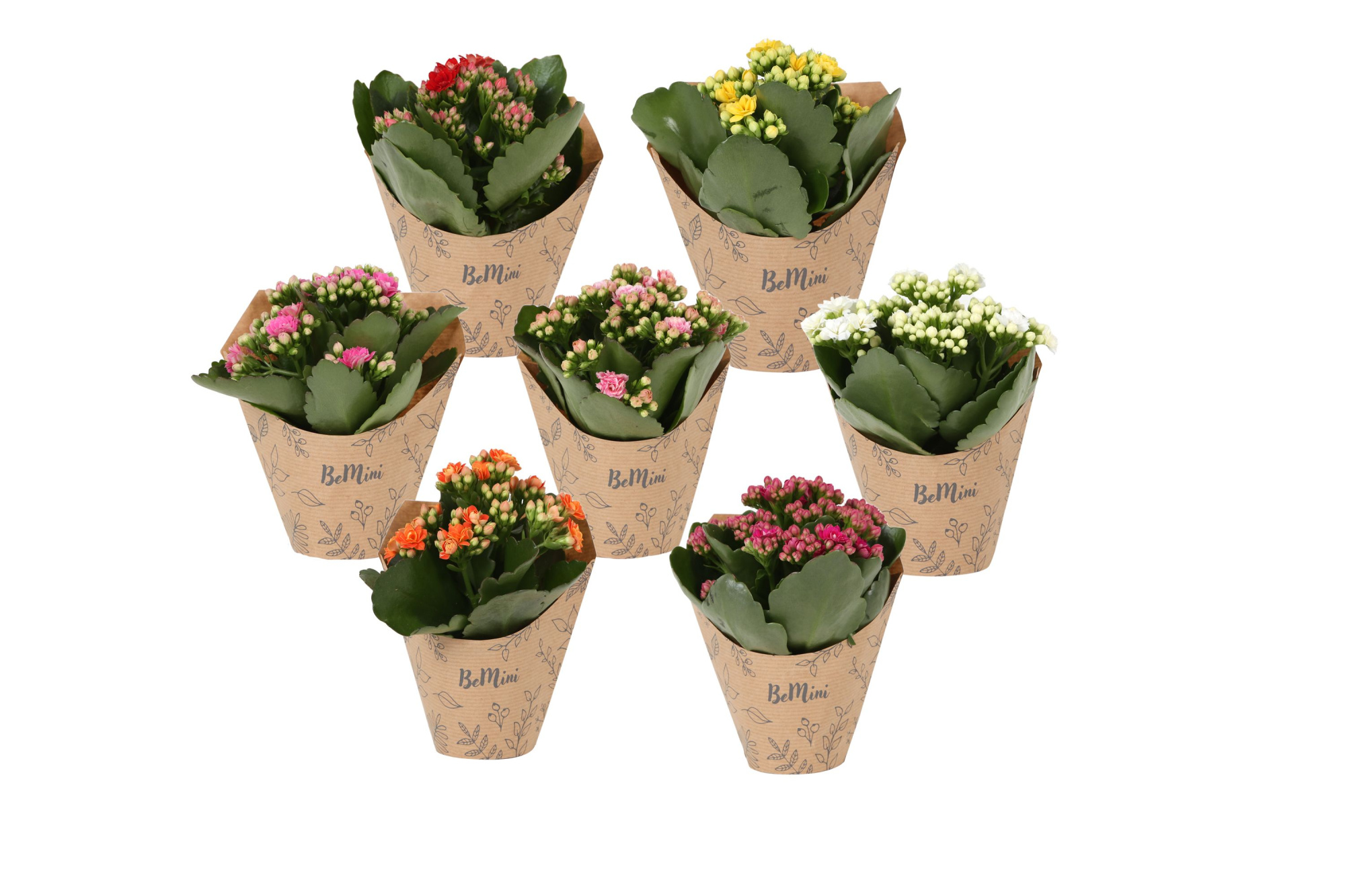 KP-826.8 - Rosalina 7cm in krafthoes, D 7 cm