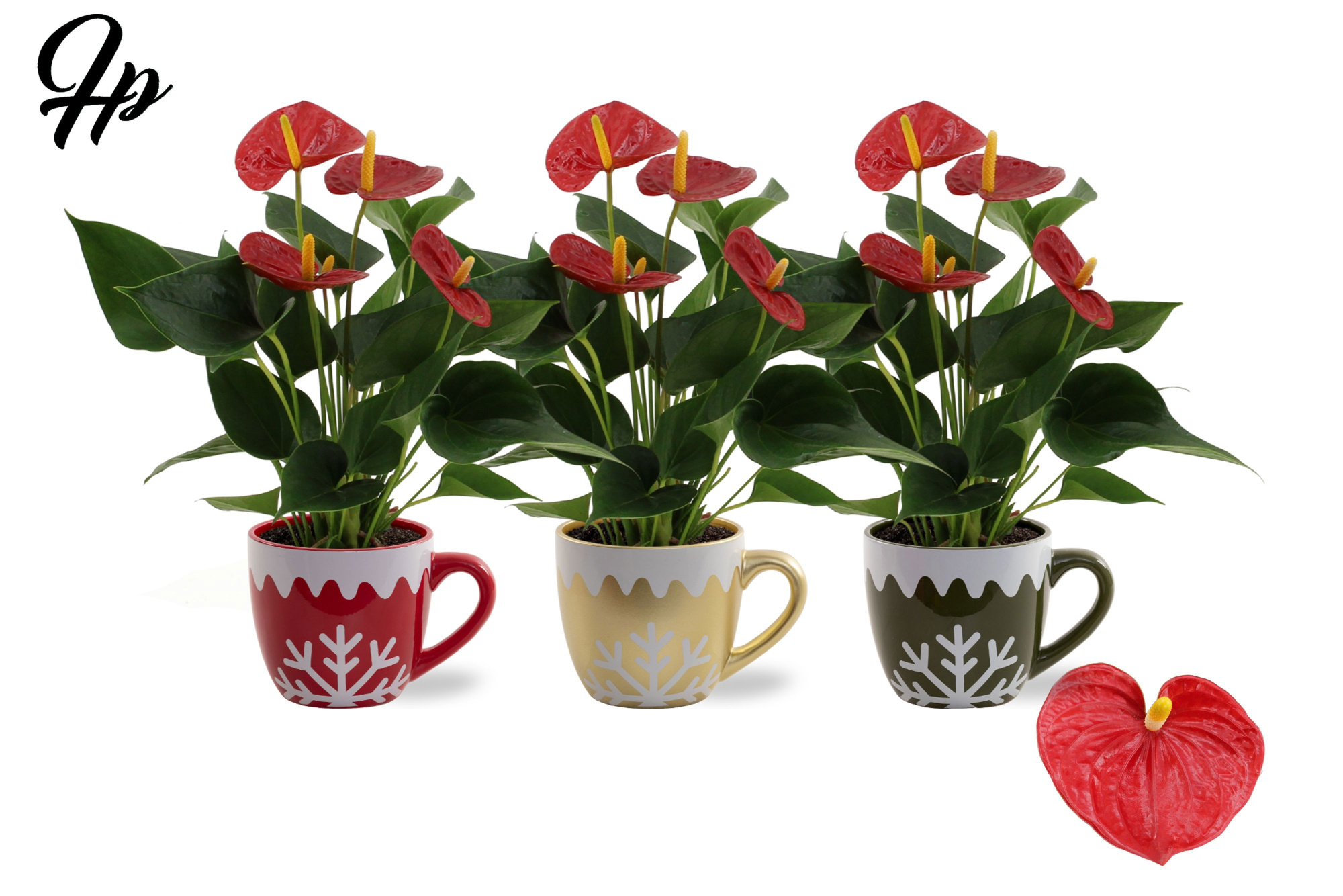 Anthurium 12 cm Success Red in Nickie ceramics, D 12