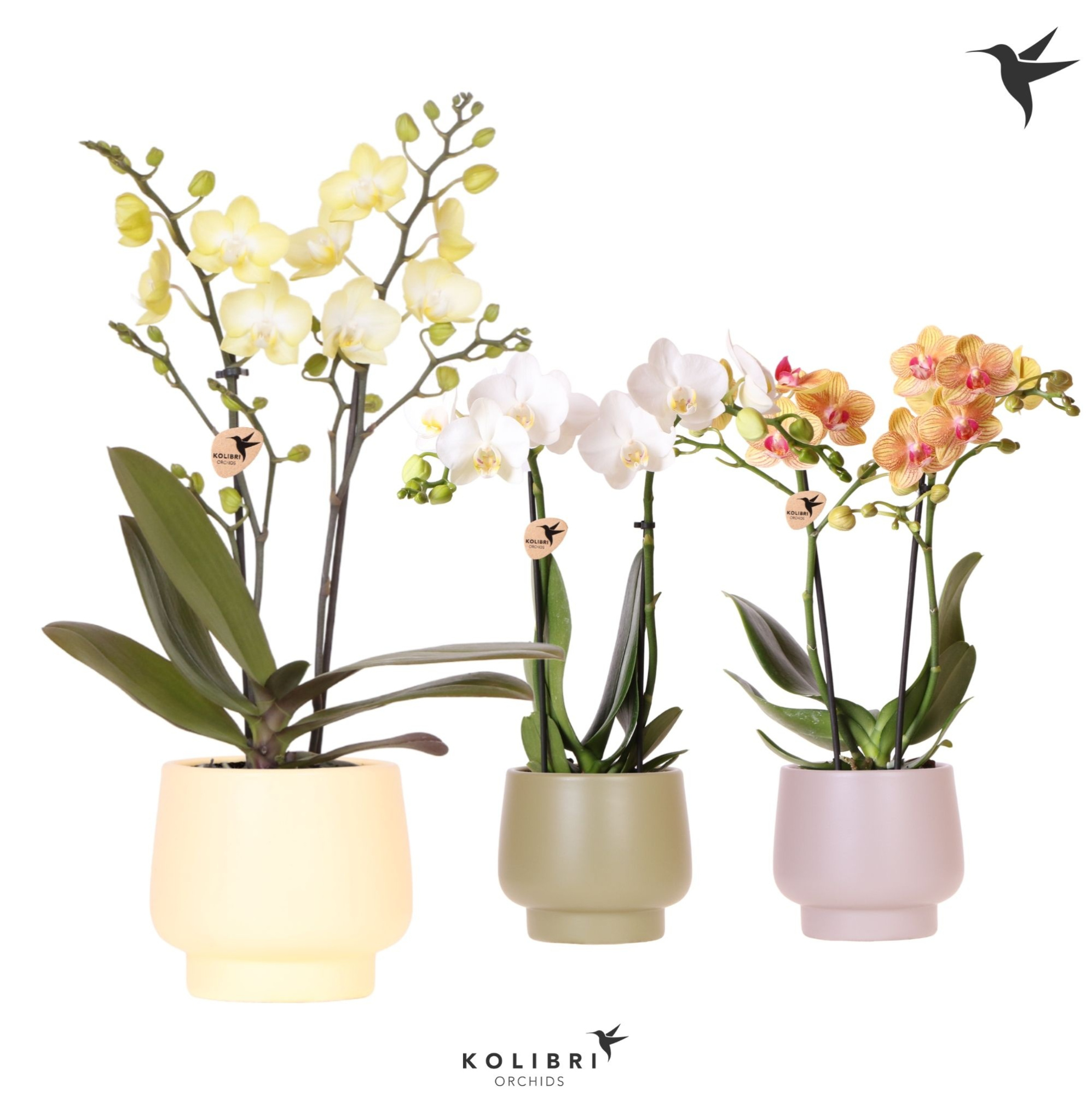 Kolibri Orchids Phalaenopsis mix 2 spike in Scandic pot mix, D 9
