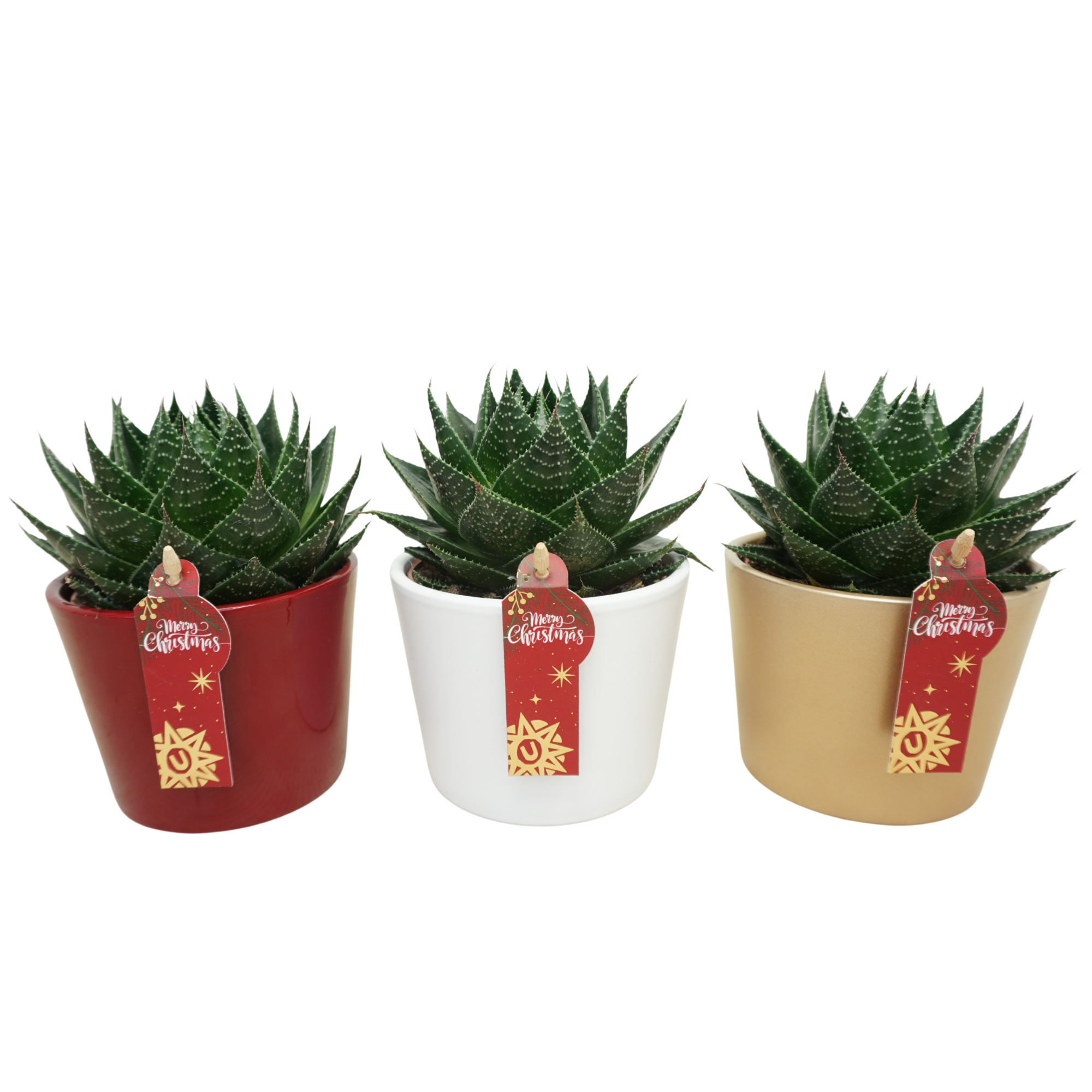 Aloë cosmo in 12 cm Kerst pot (3 assorti), D 10,5 cm