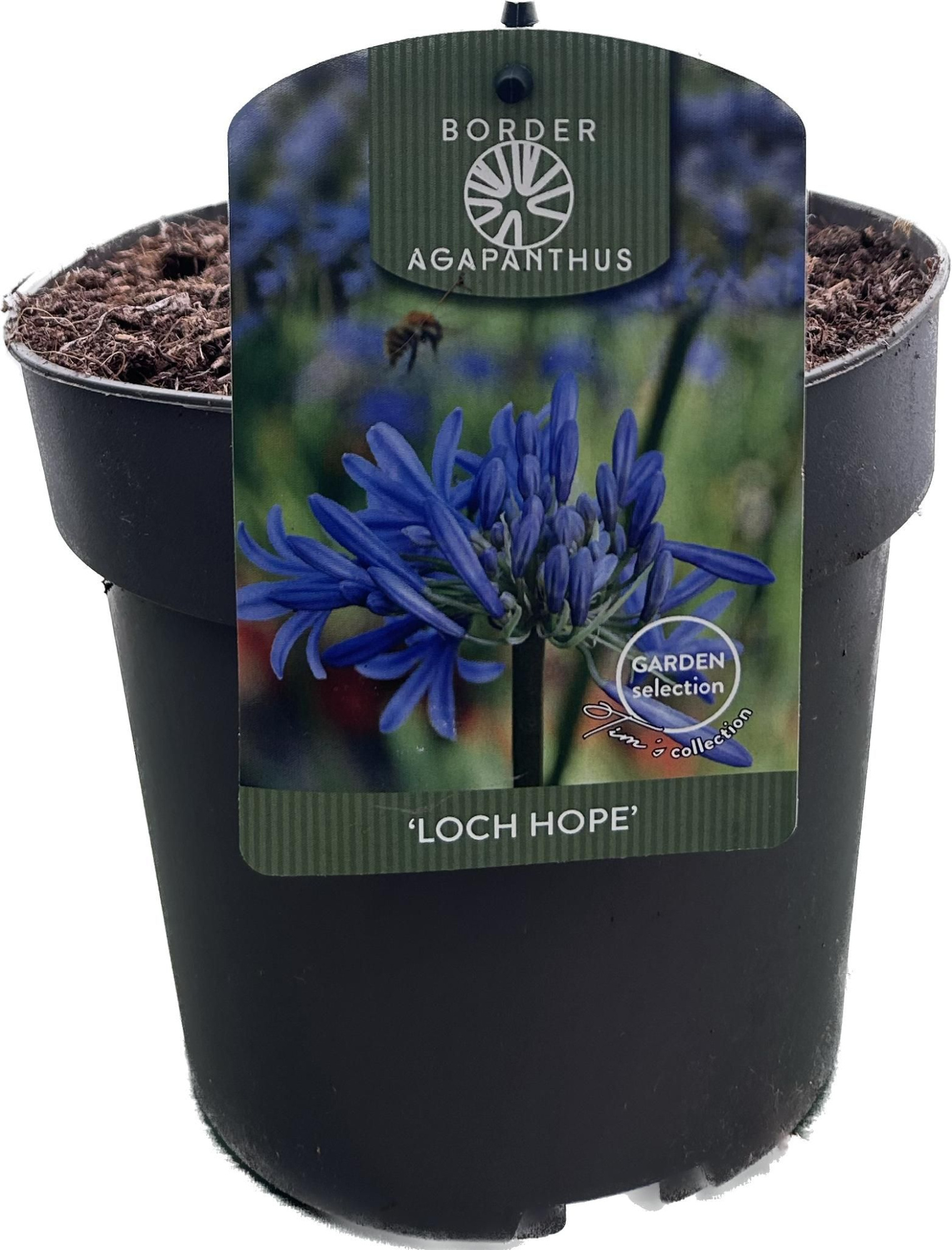 Agapanthus 'Loch hope' P17 GARDEN, D 17