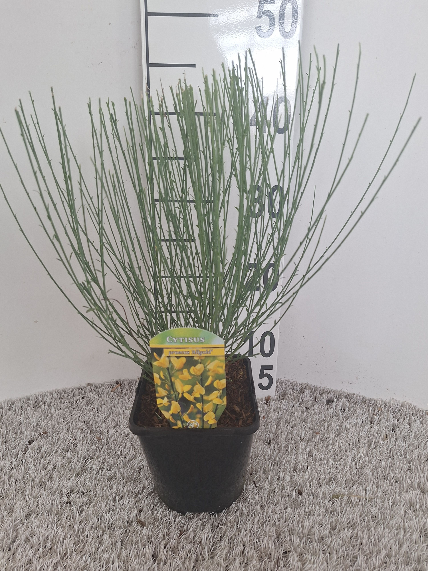 Cytisus praecox Allgold, D 14